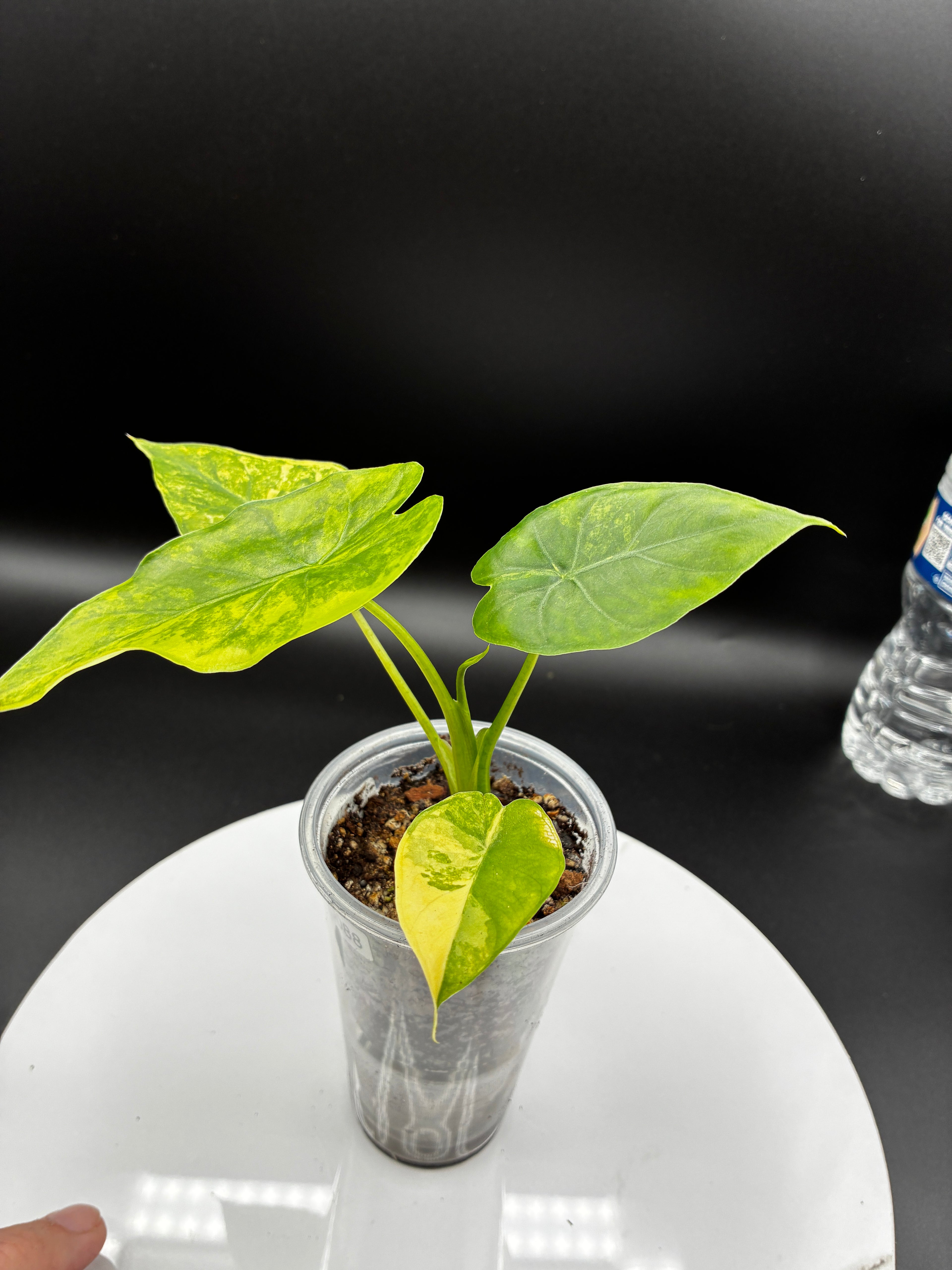Alocasia Gageana Aurea Variegated #0088