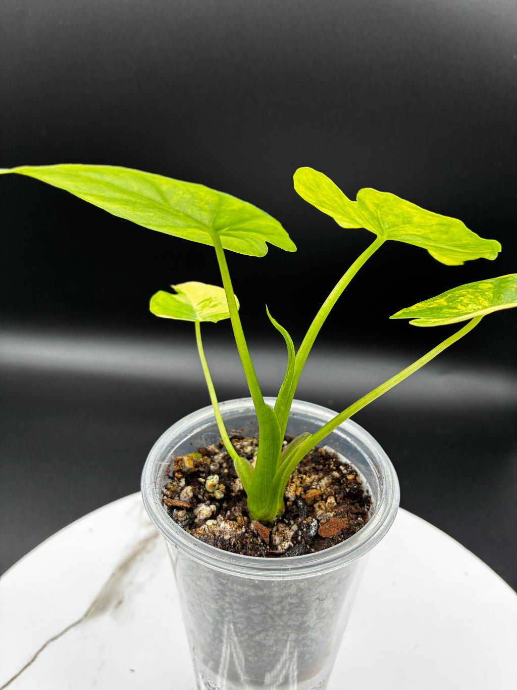 Alocasia Gageana Aurea Variegated #0088