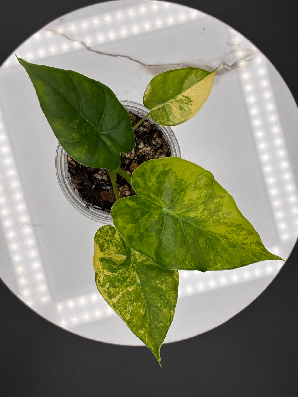 Alocasia Gageana Aurea Variegated #0088