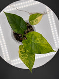 Alocasia Gageana Aurea Variegated #0088