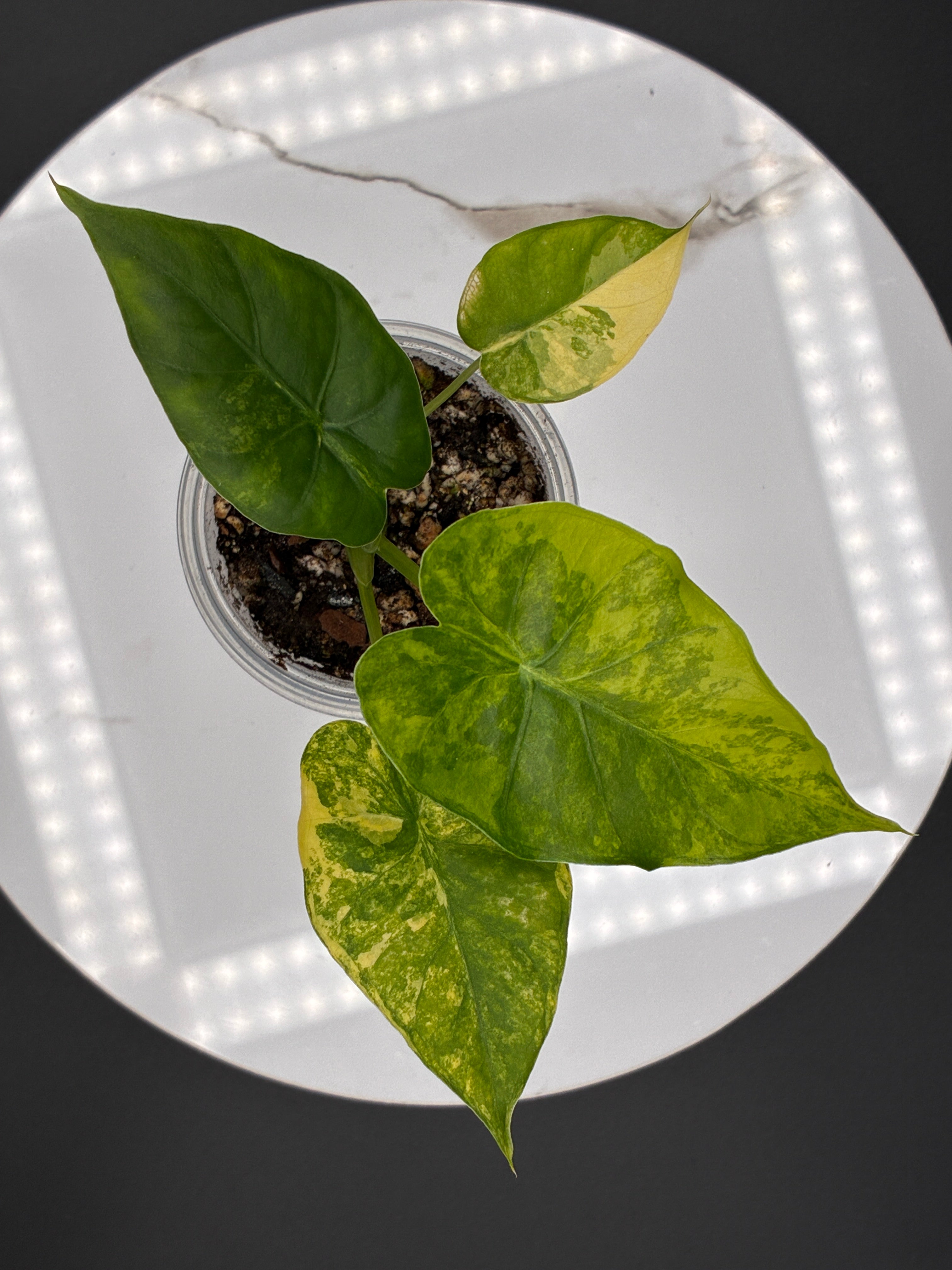 Alocasia Gageana Aurea Variegated #0088