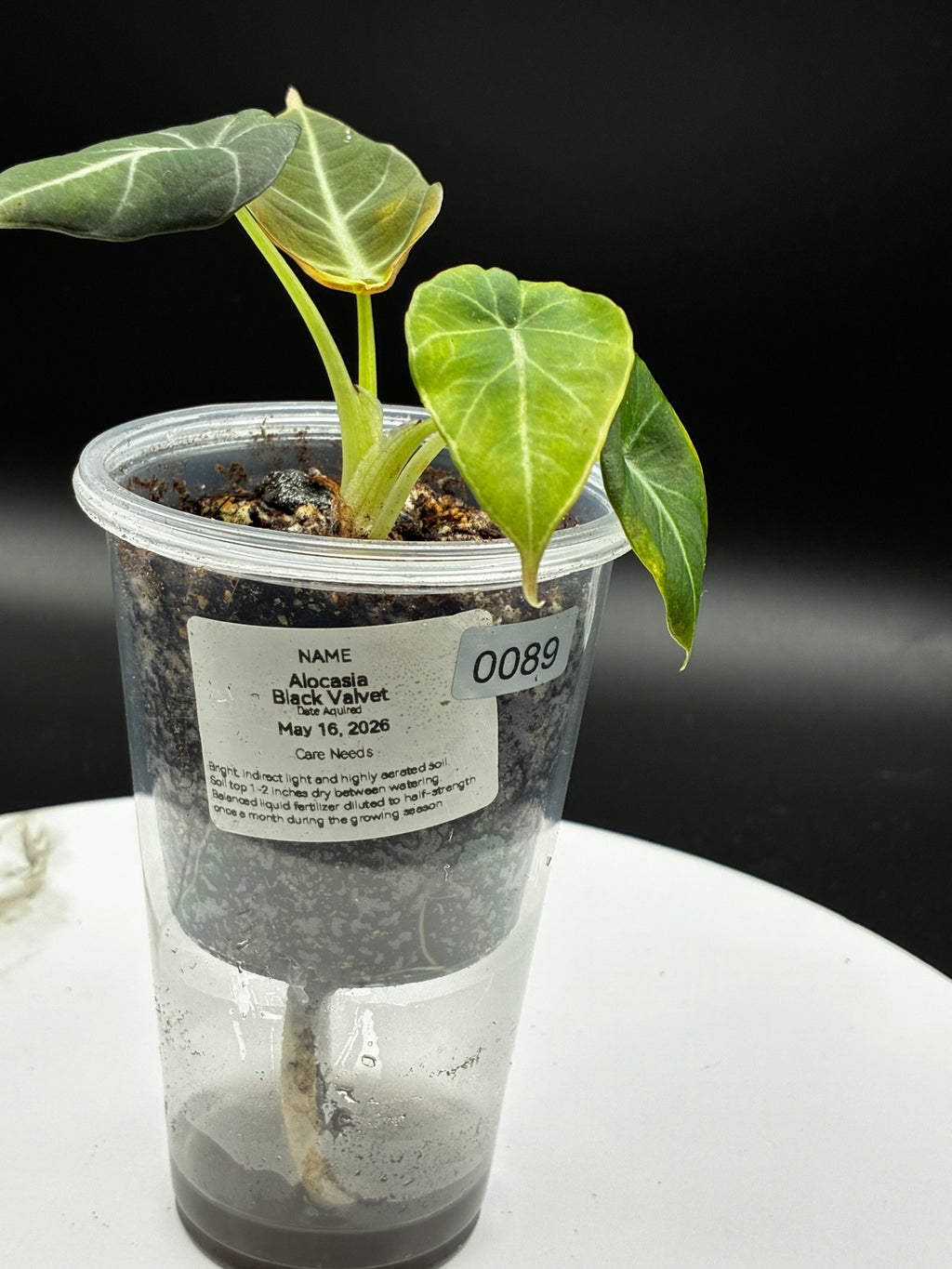 Alocasia Black Velvet #0089