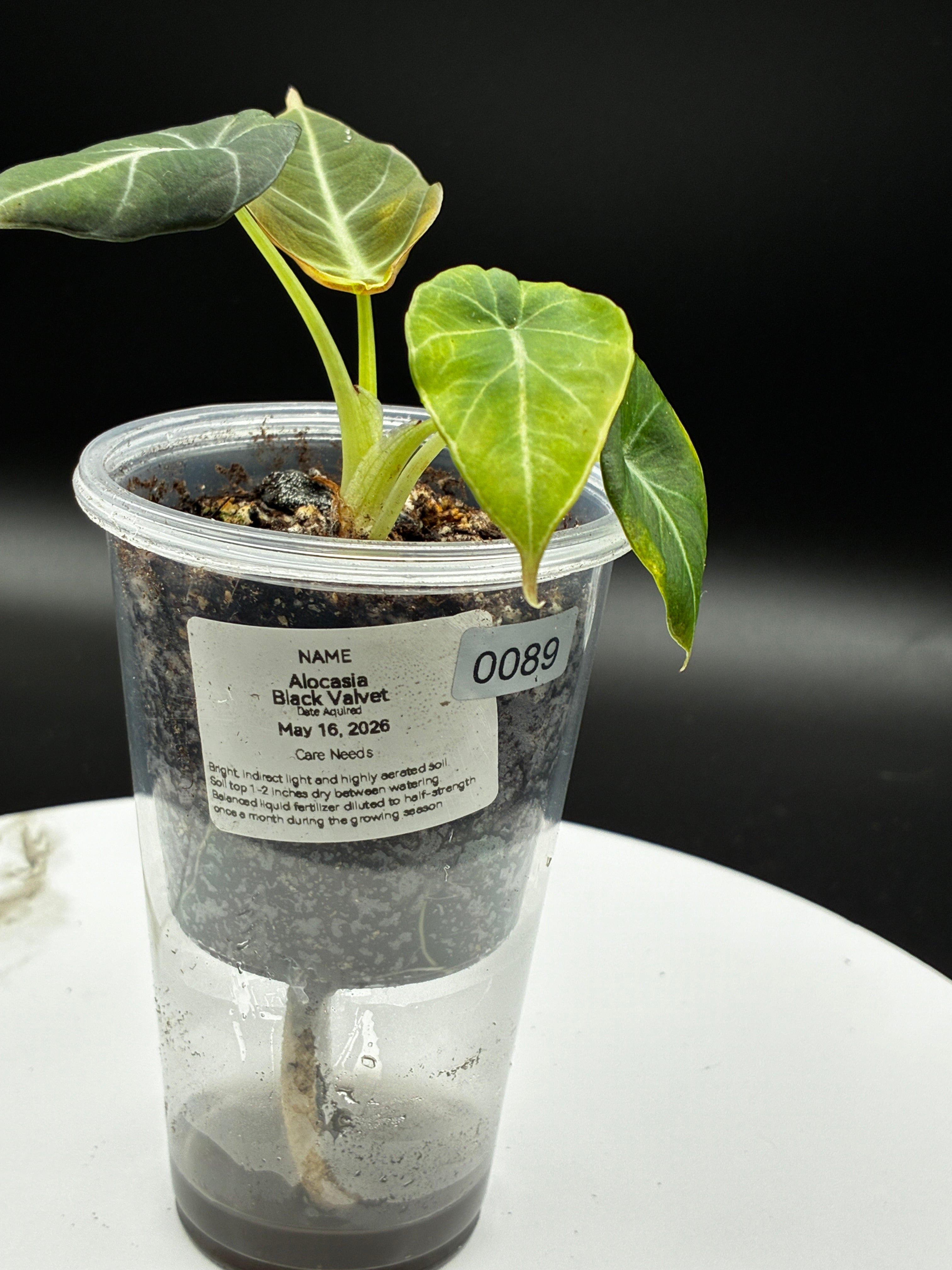 Alocasia Black Velvet #0089
