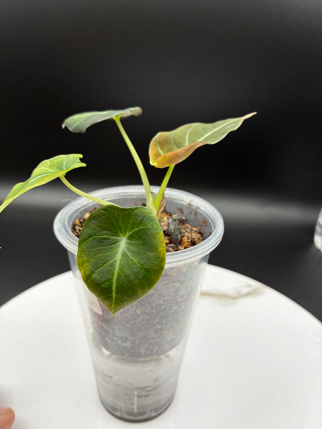 Alocasia Black Velvet #0089