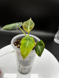 Alocasia Black Velvet #0089