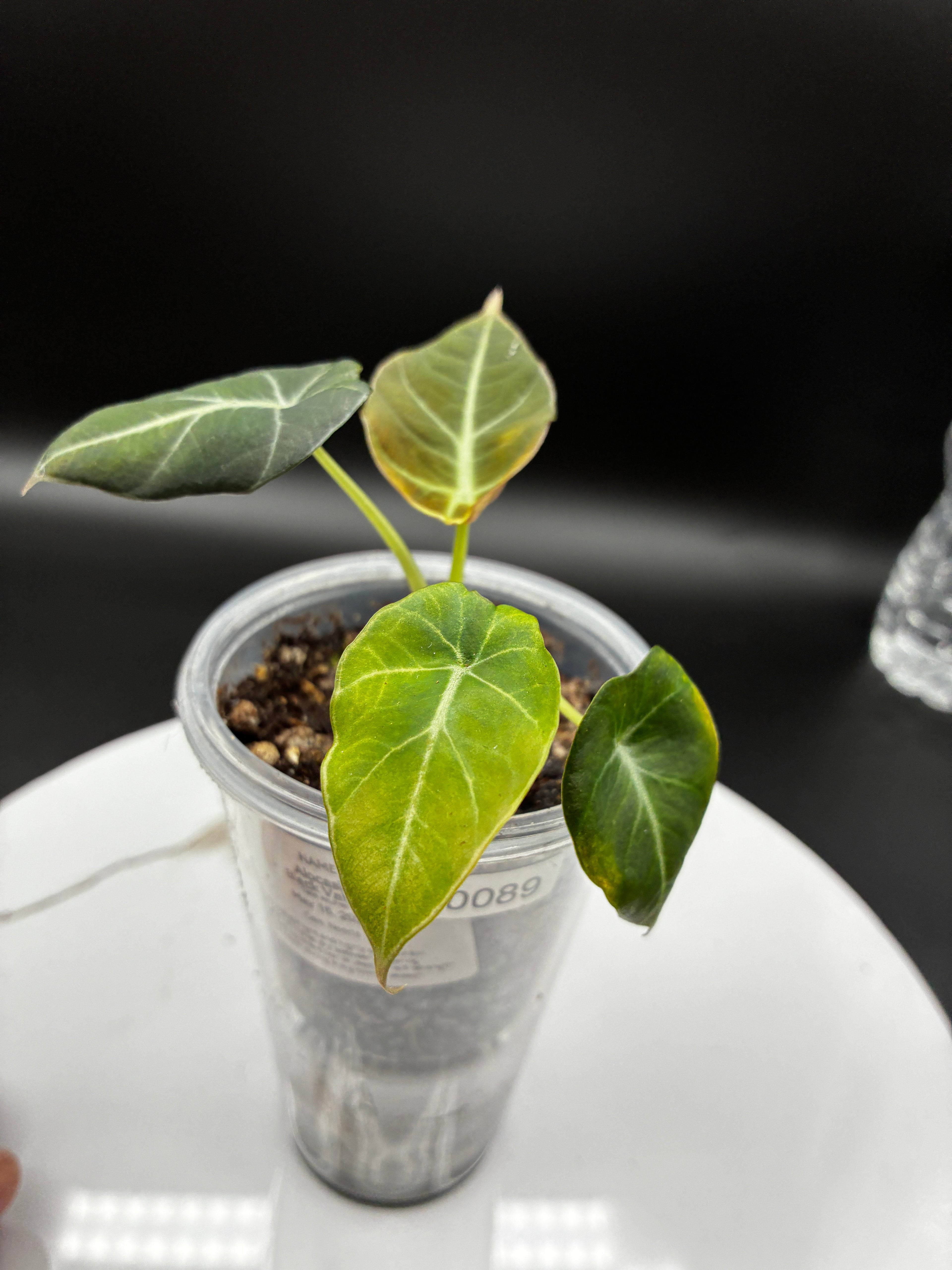 Alocasia Black Velvet #0089