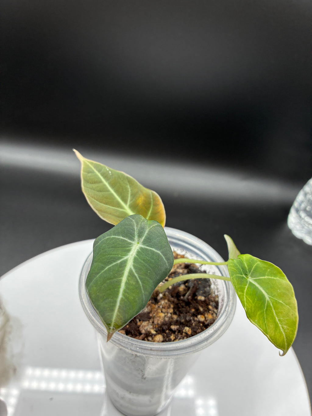 Alocasia Black Velvet #0089
