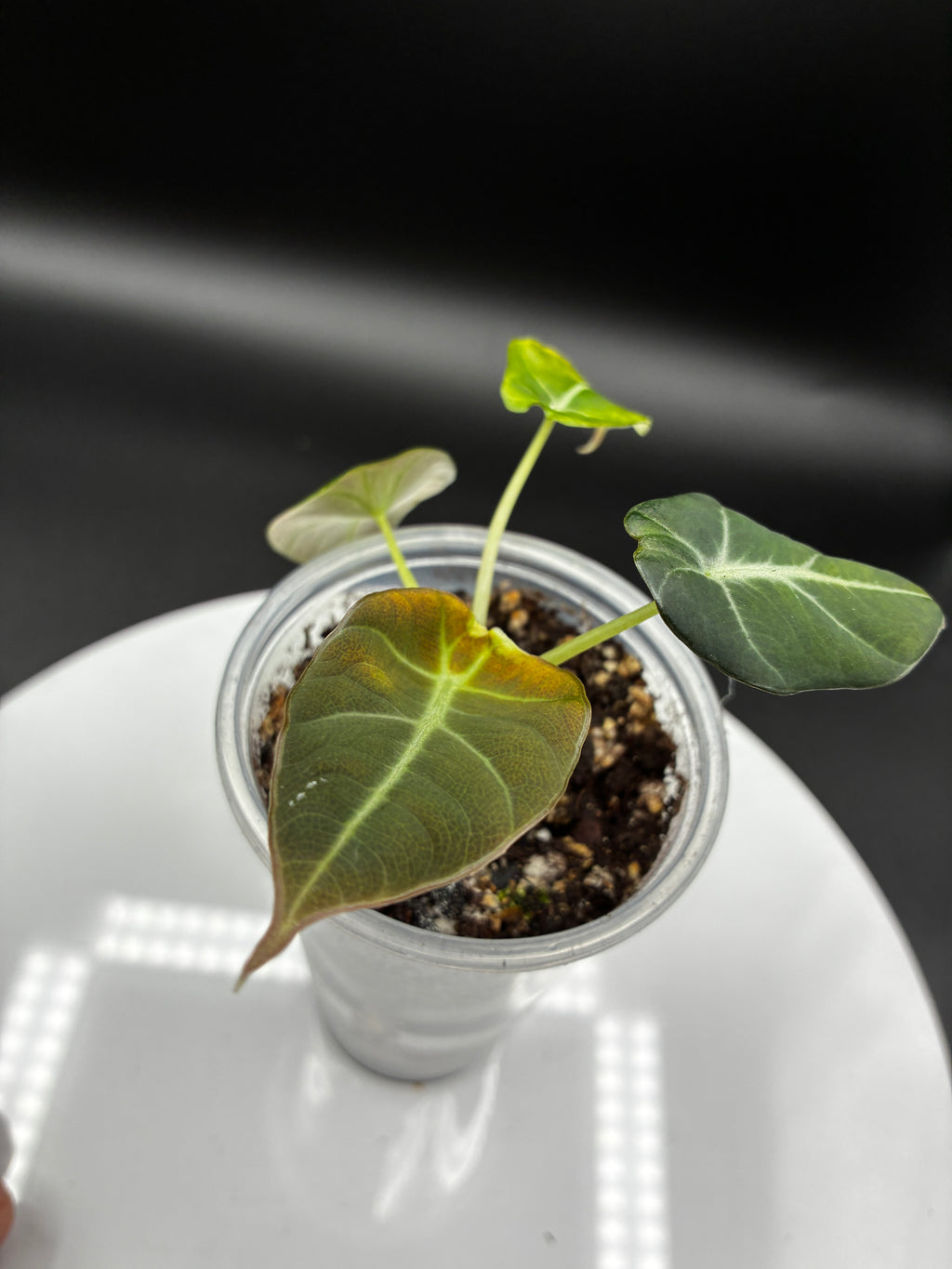 Alocasia Black Velvet #0089