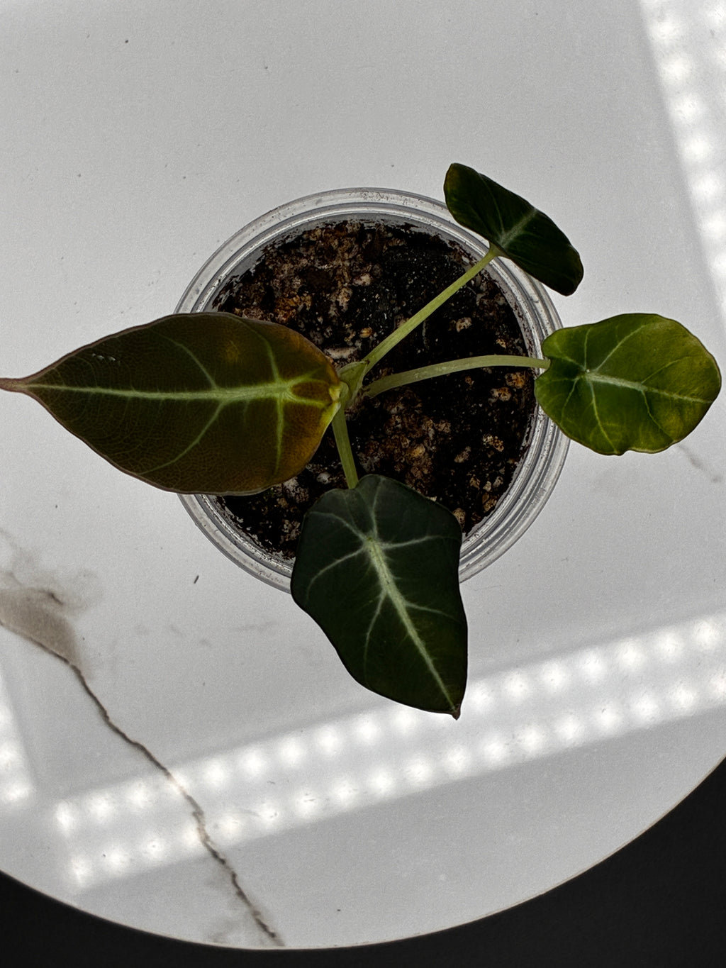 Alocasia Black Velvet #0089
