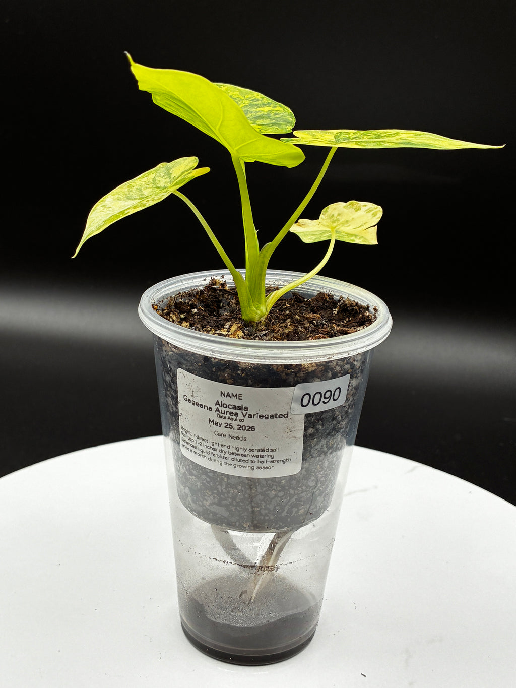 Alocasia Gageana Aurea Variegated #0090