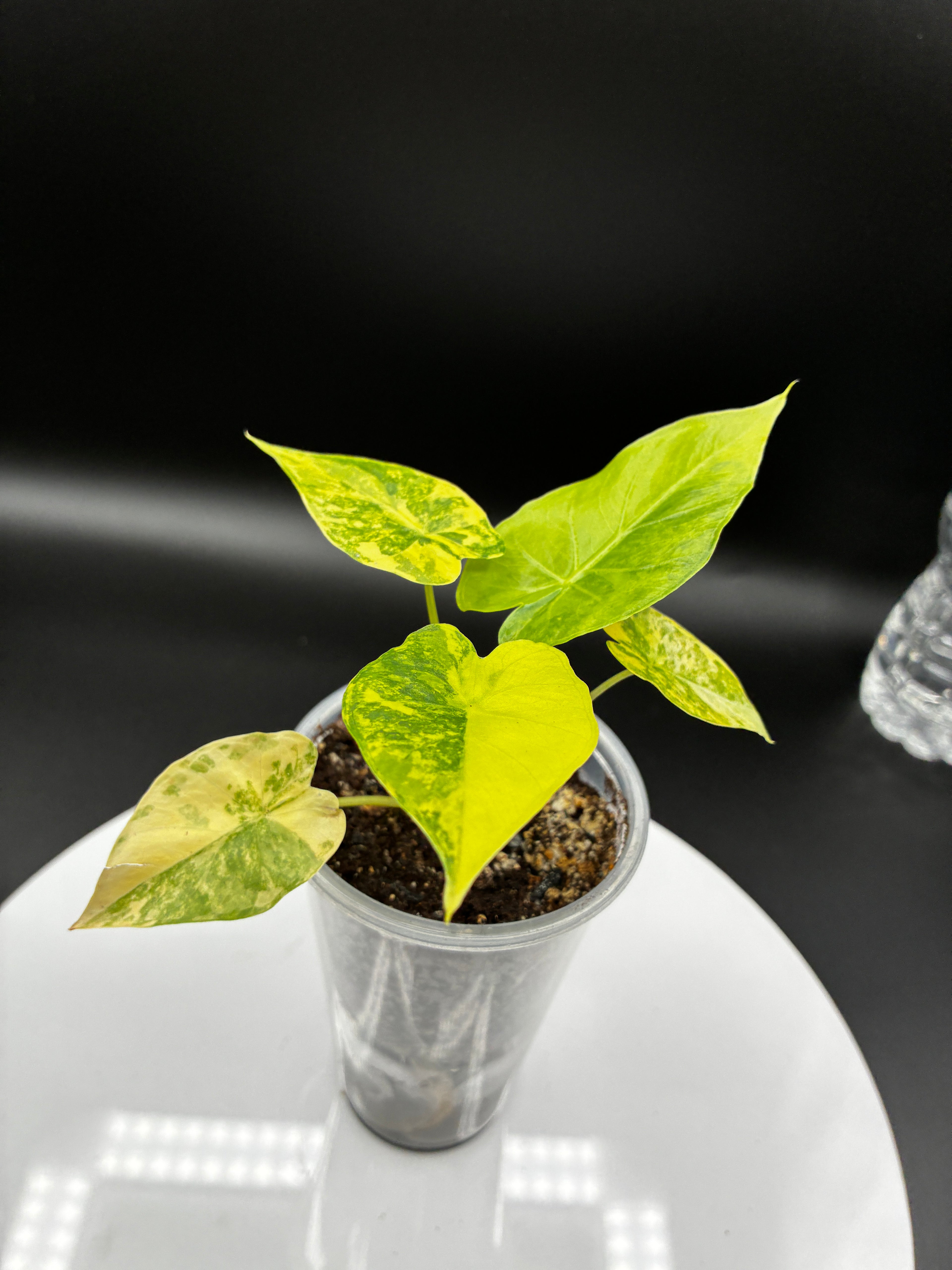 Alocasia Gageana Aurea Variegated #0090