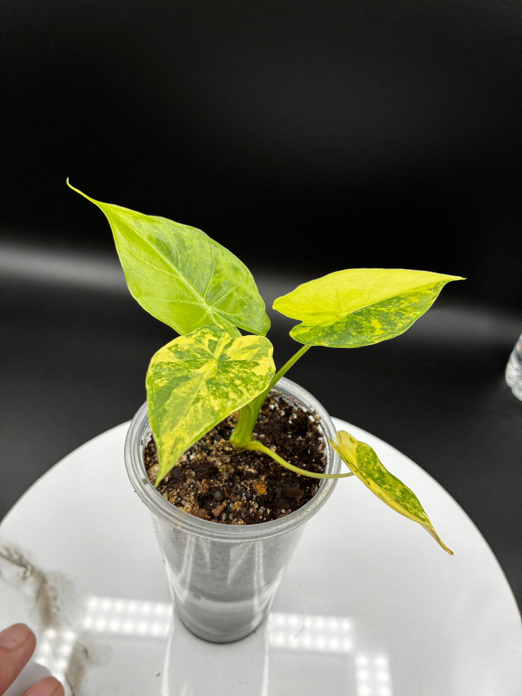 Alocasia Gageana Aurea Variegated #0090