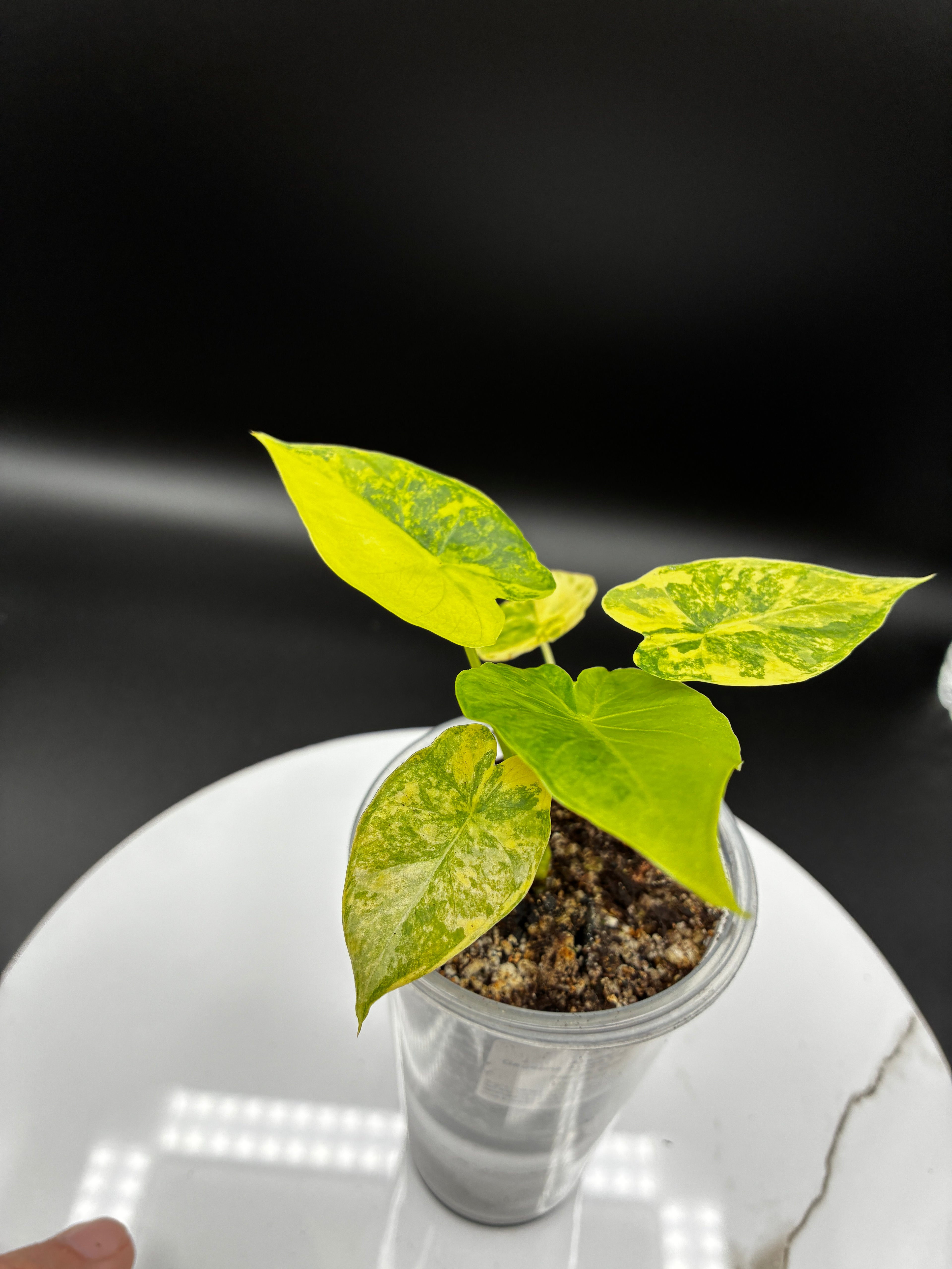 Alocasia Gageana Aurea Variegated #0090
