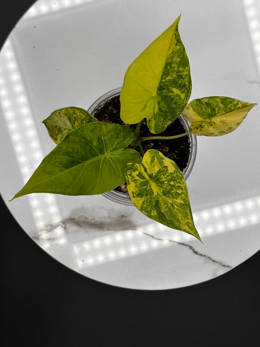 Alocasia Gageana Aurea Variegated #0090