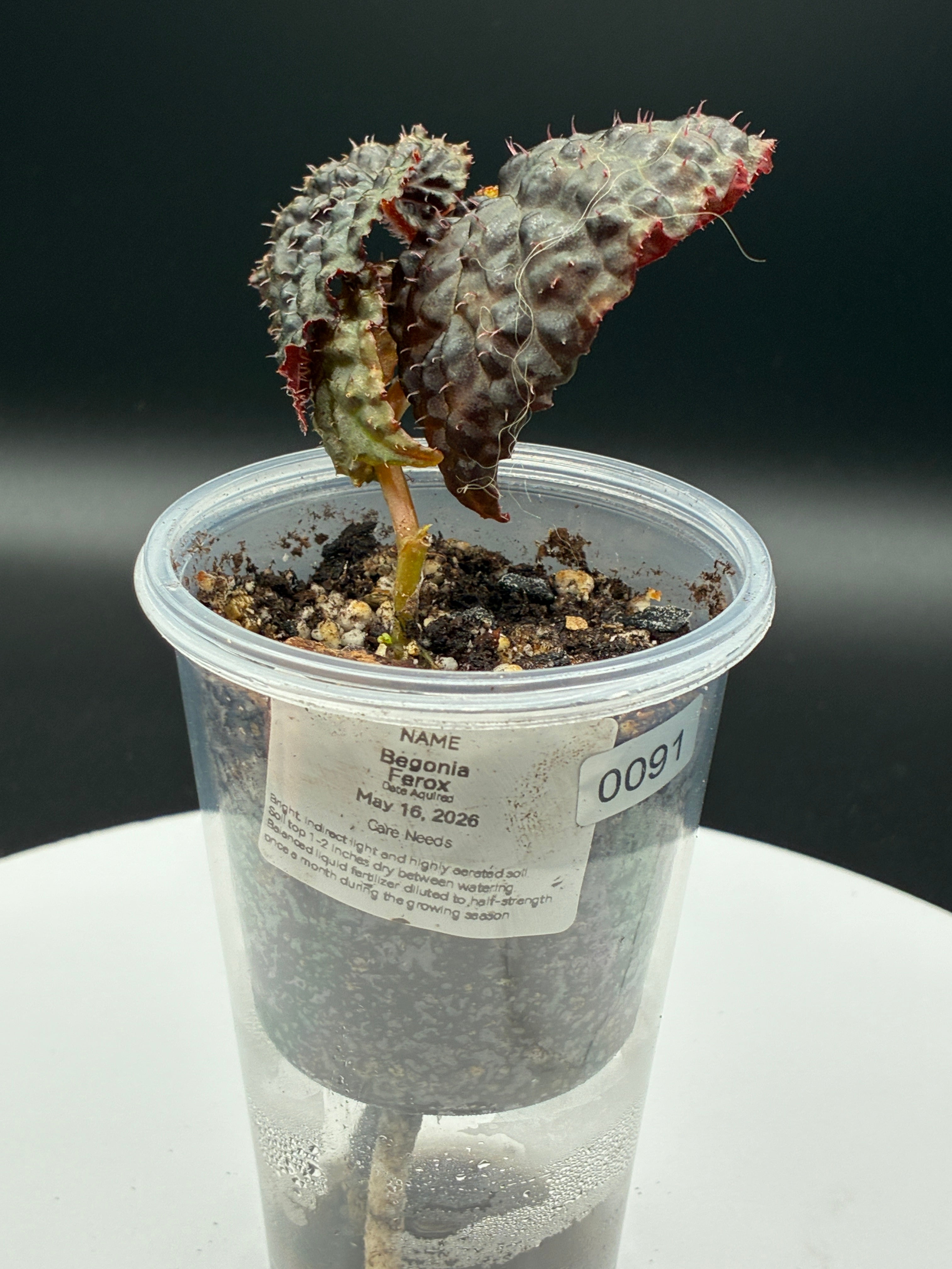 Begonia Ferox #091