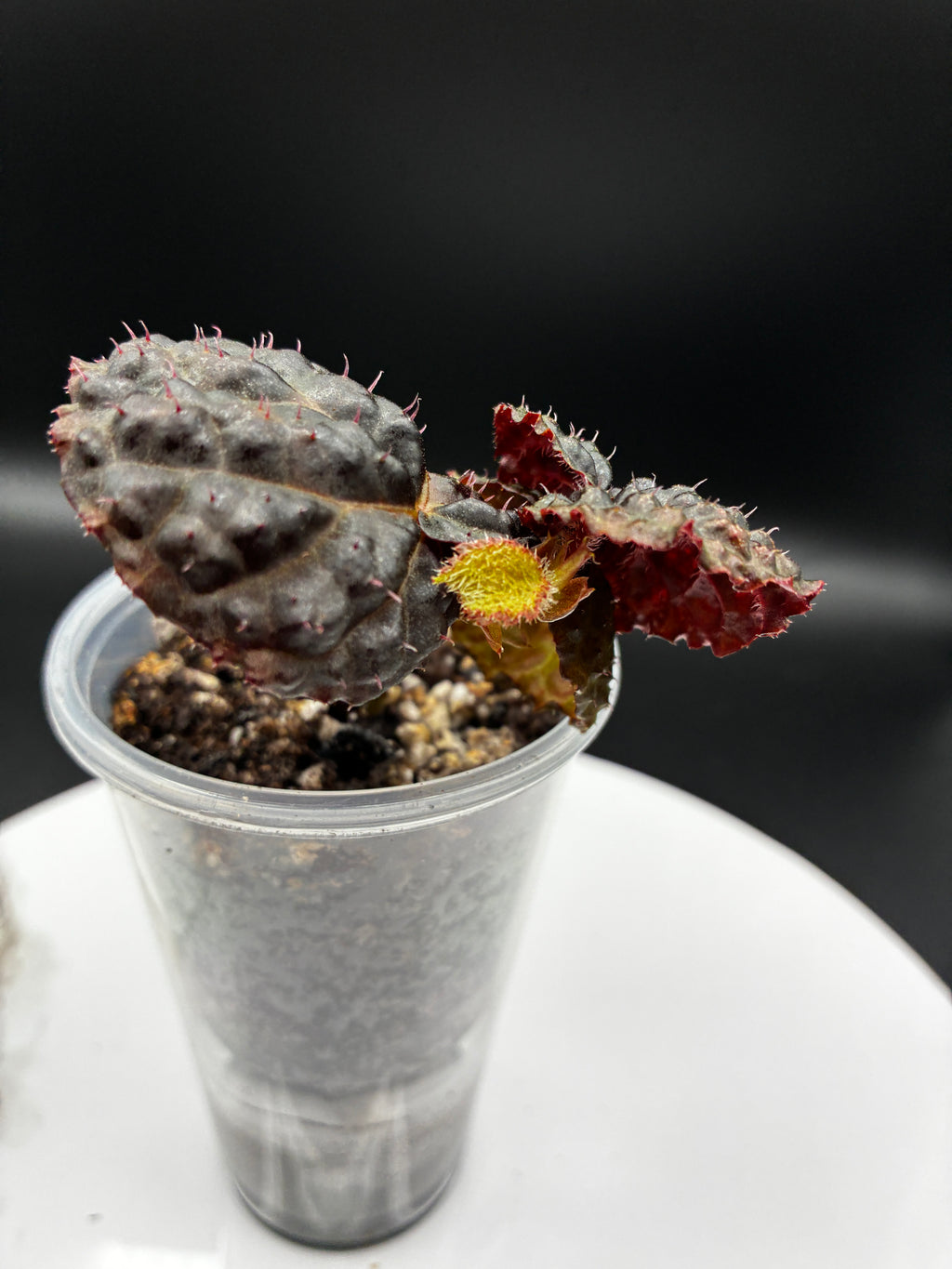 Begonia Ferox #091
