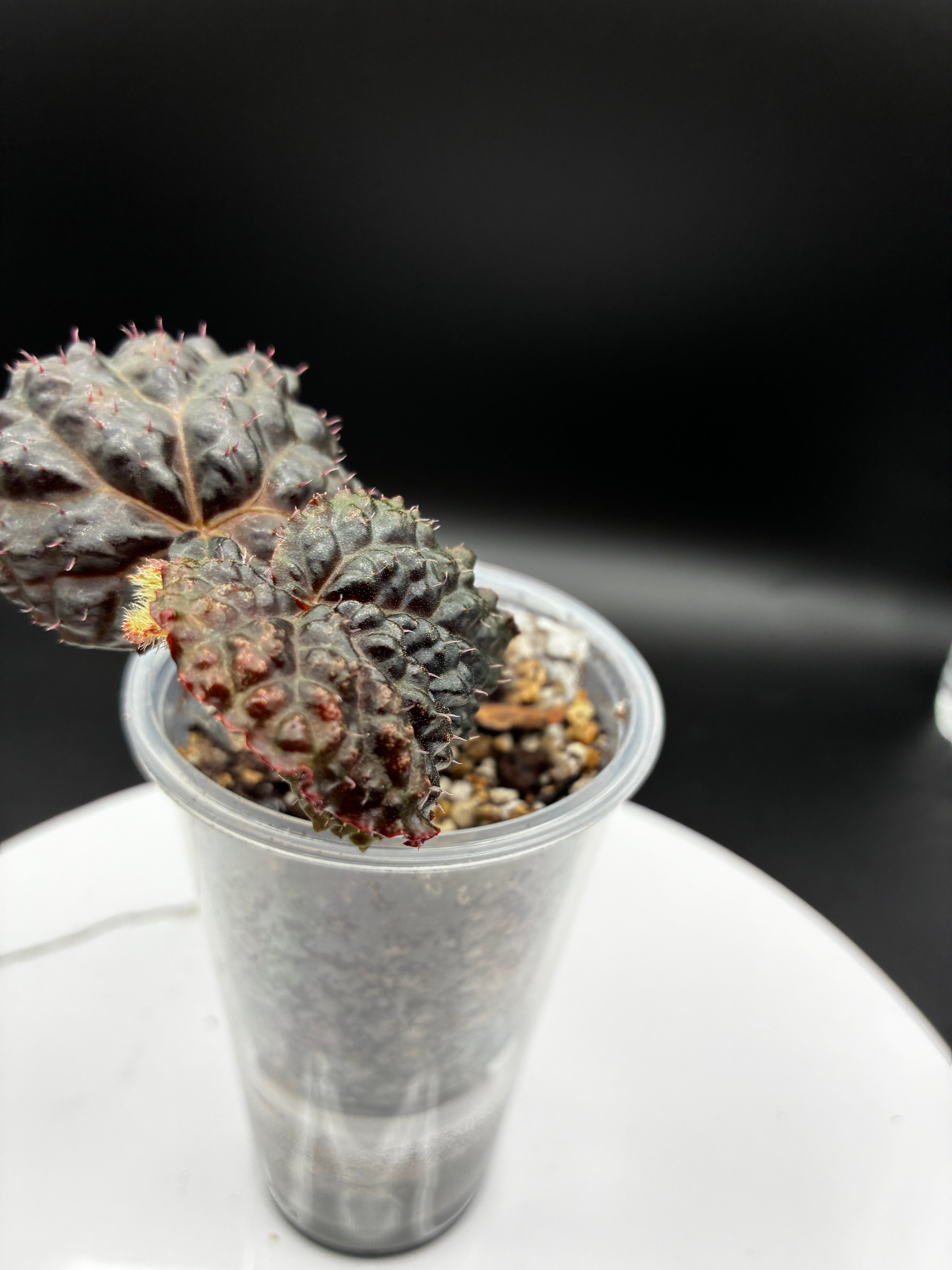Begonia Ferox #091