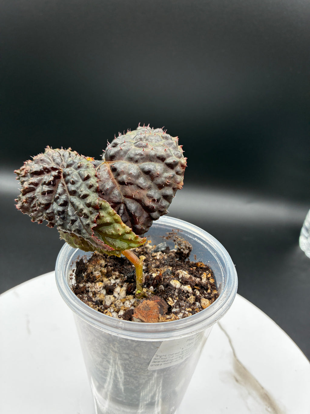Begonia Ferox #091