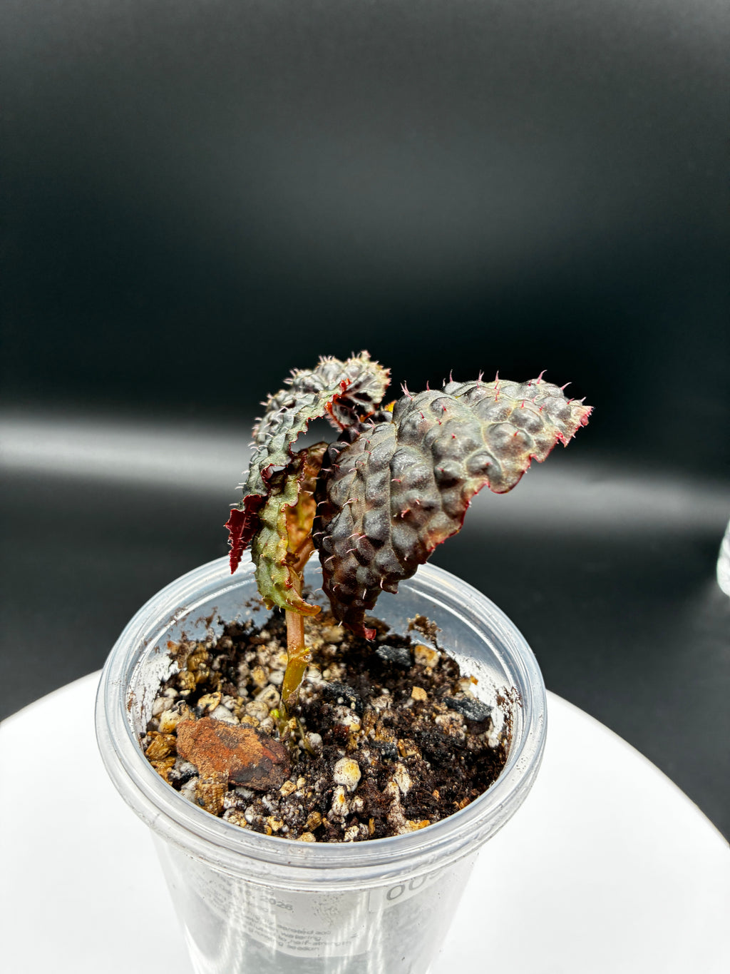 Begonia Ferox #091