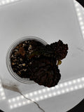 Begonia Ferox #091