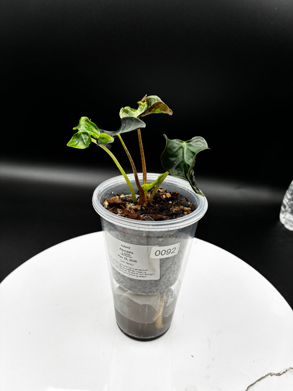 Alocasia Loco #0092