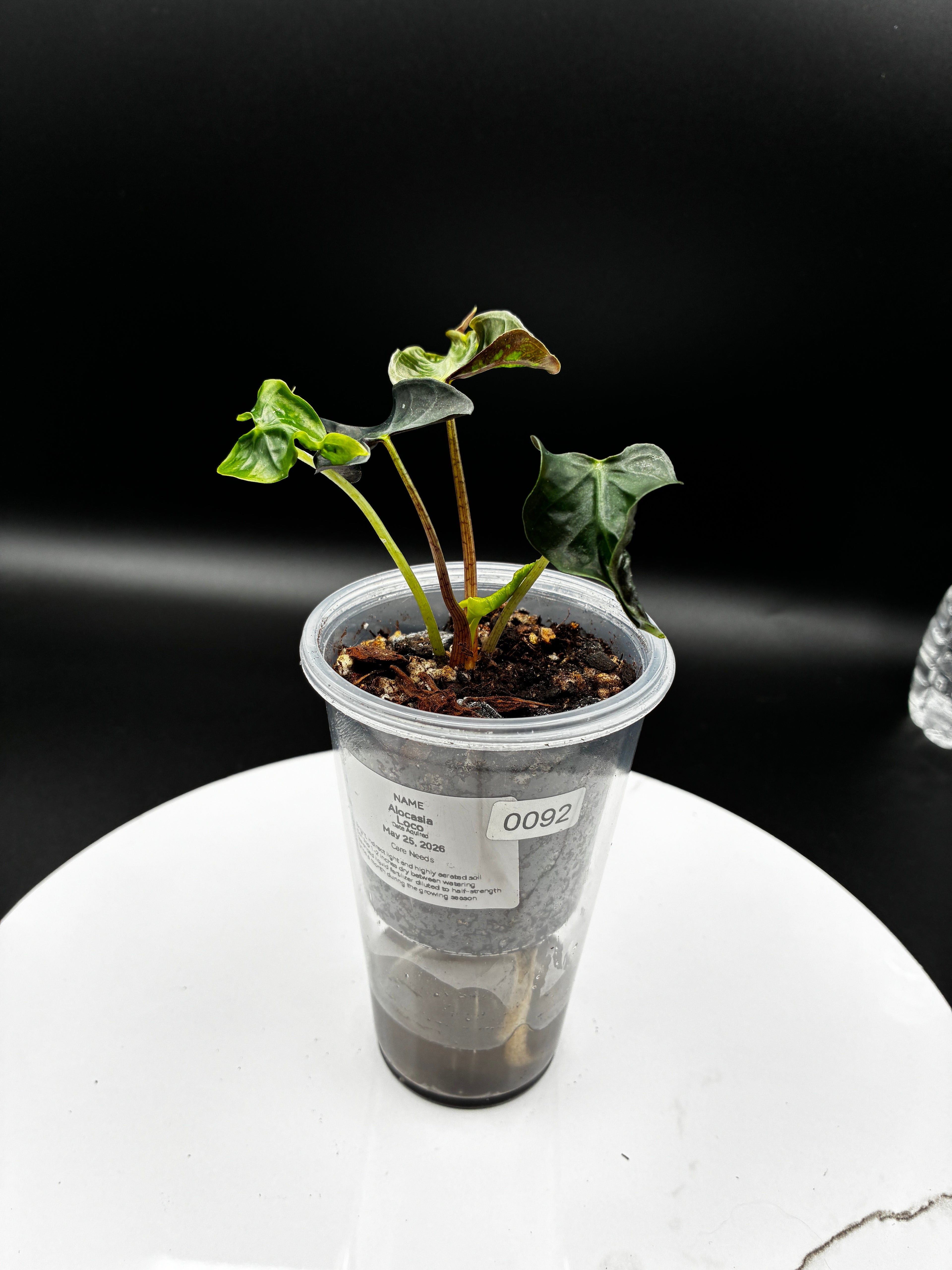 Alocasia Loco #0092