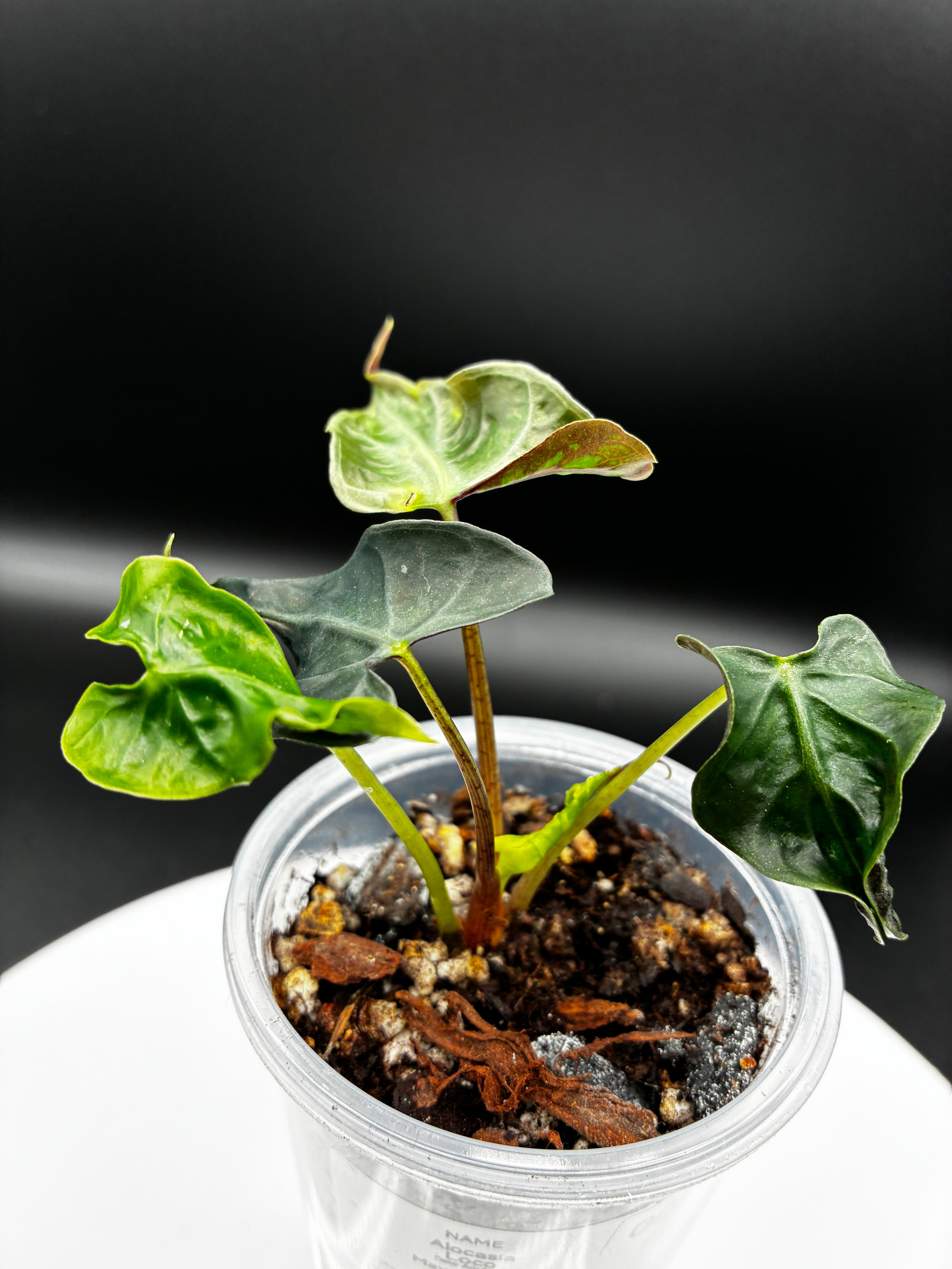 Alocasia Loco #0092