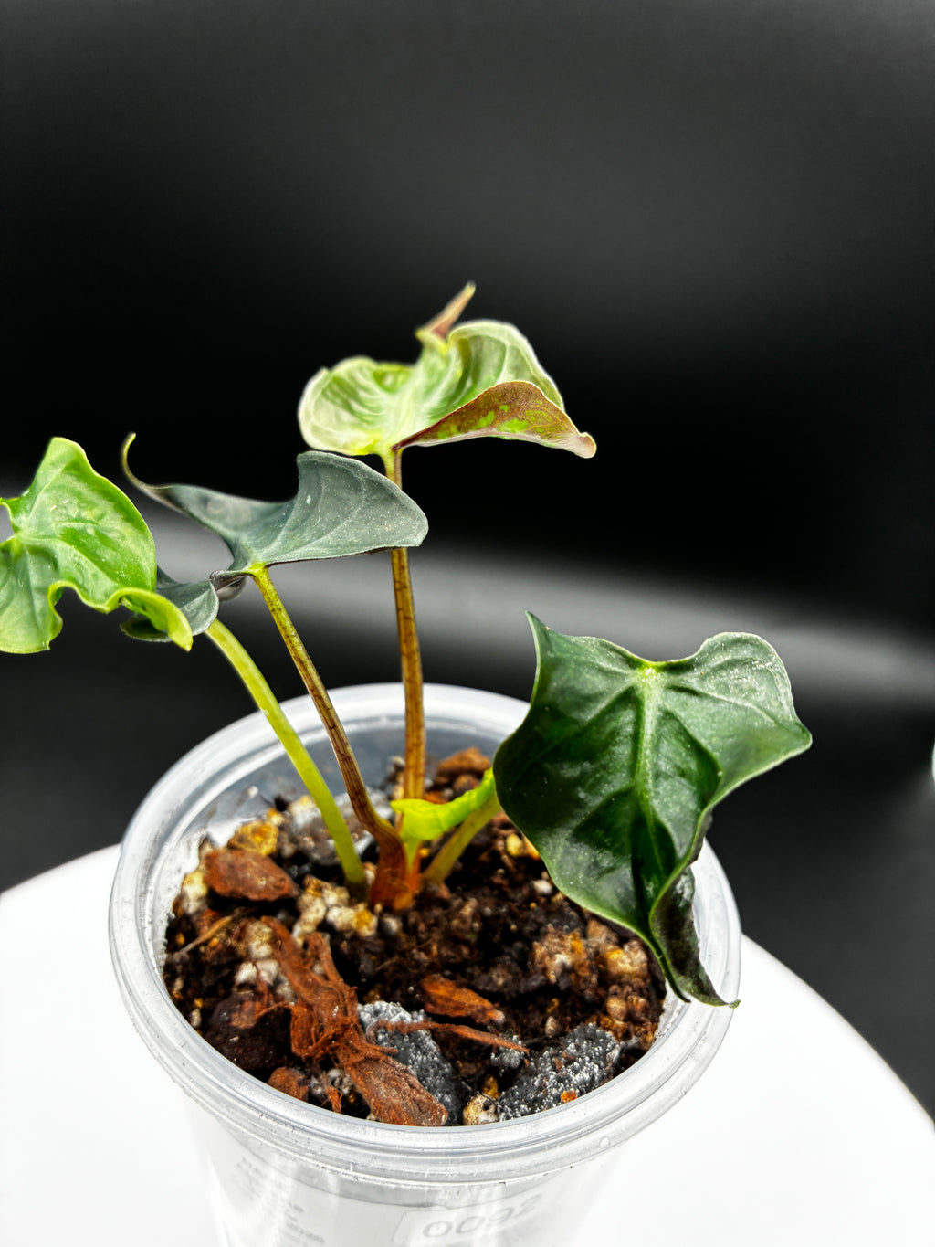 Alocasia Loco #0092