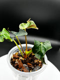 Alocasia Loco #0092