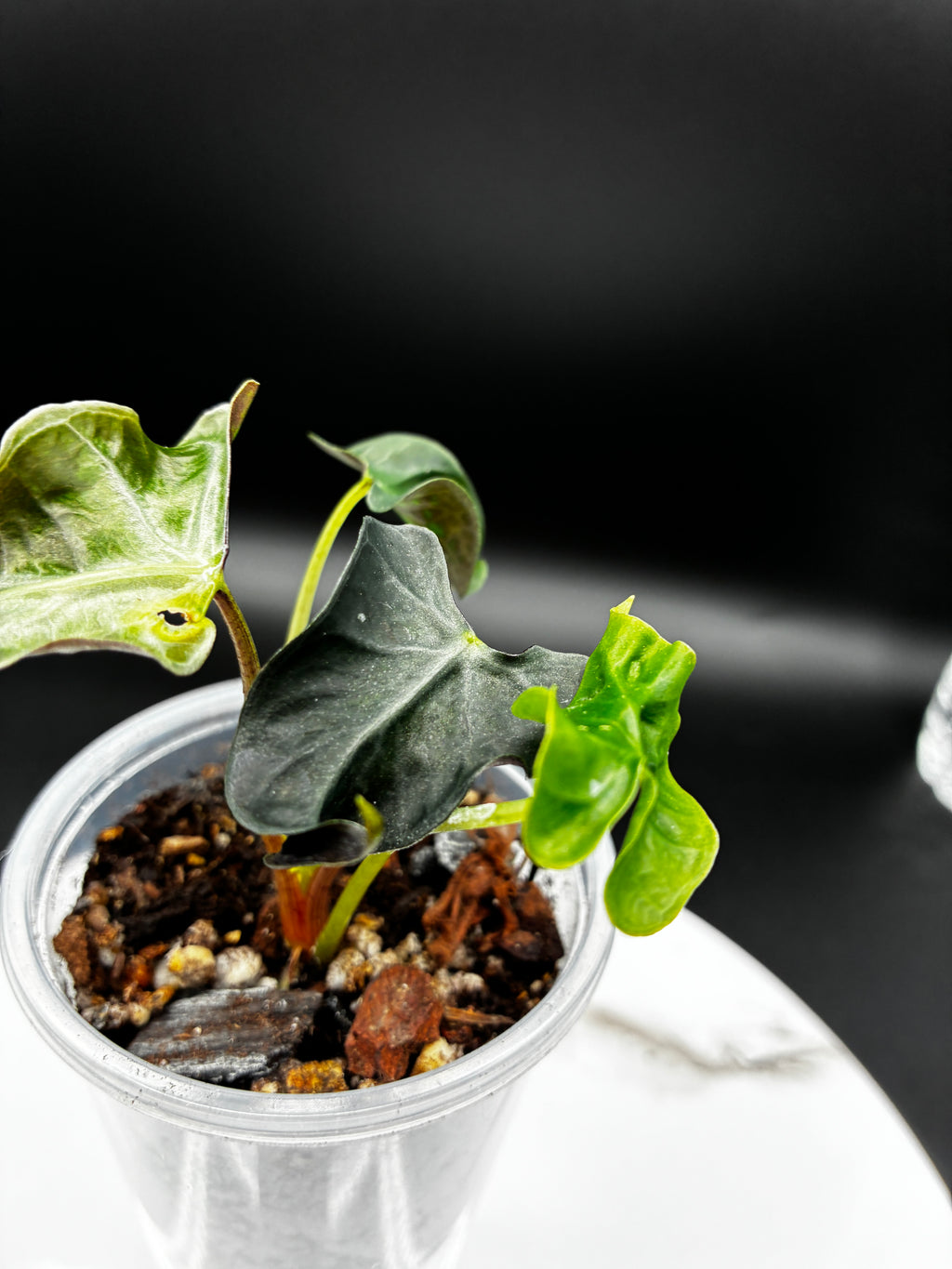 Alocasia Loco #0092