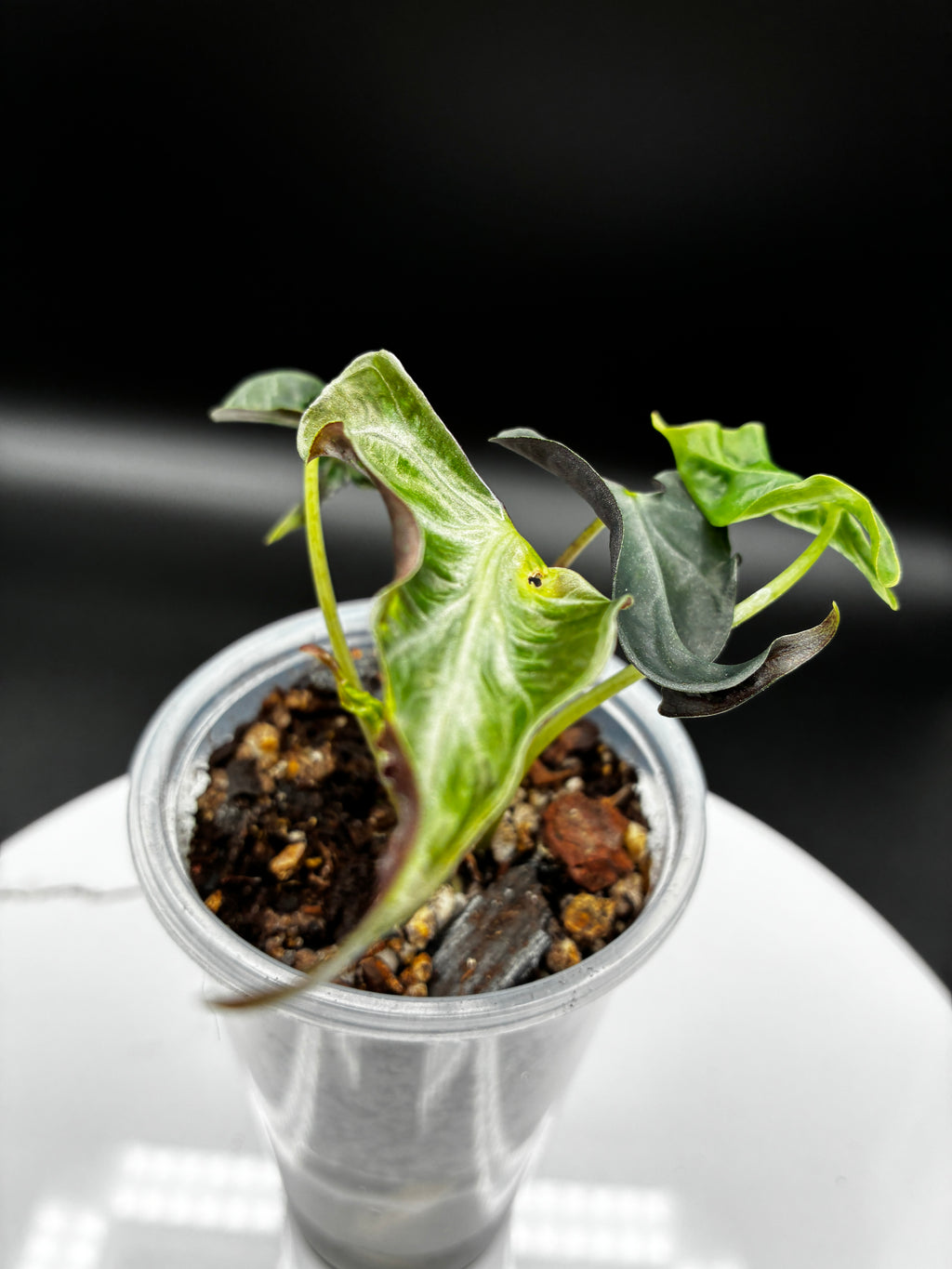 Alocasia Loco #0092