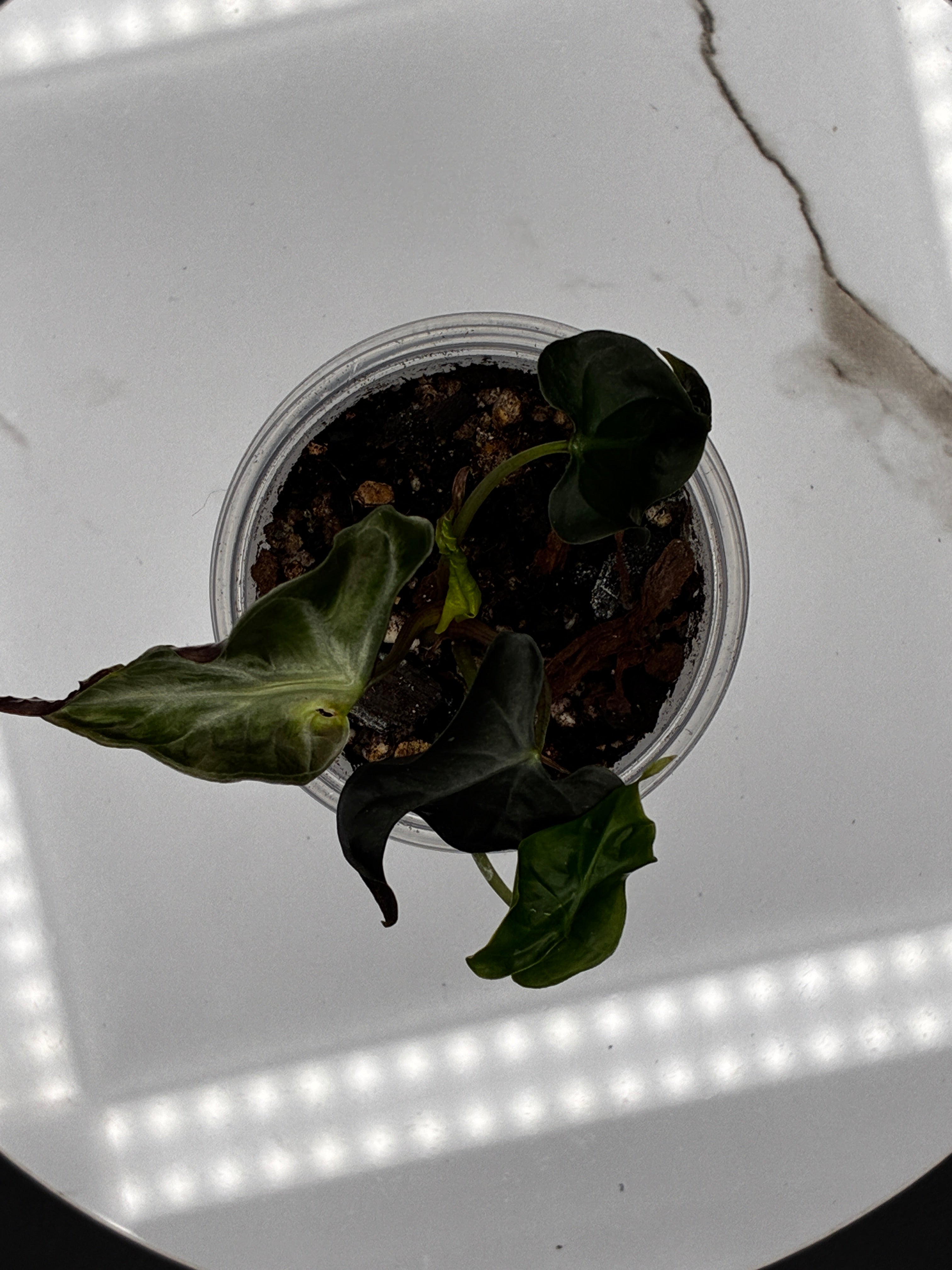 Alocasia Loco #0092