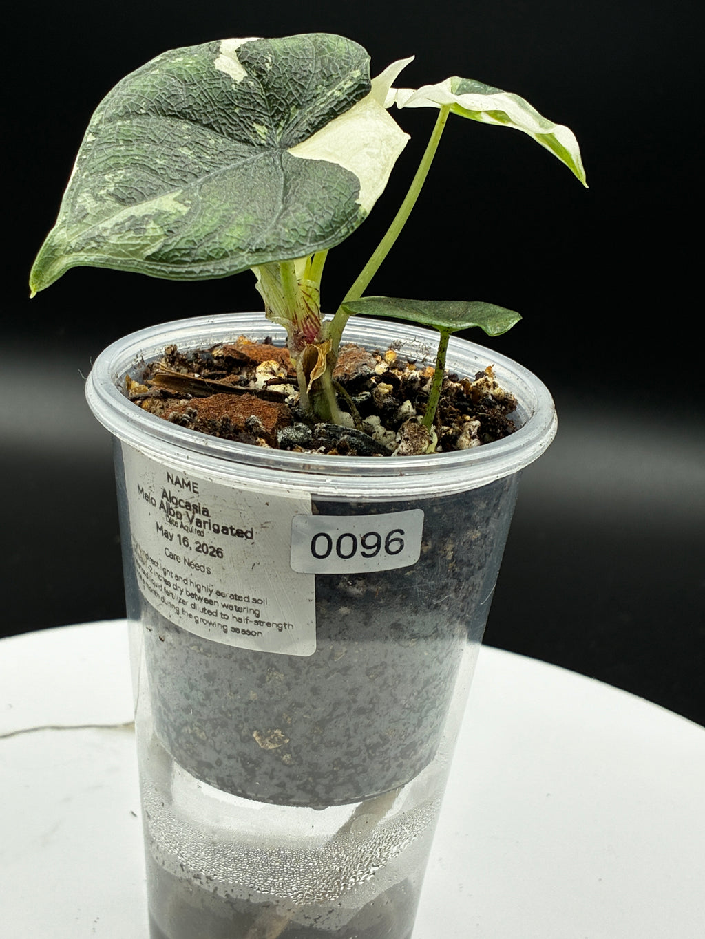 Alocasia Melo Albo with Sprouting Corm #0096