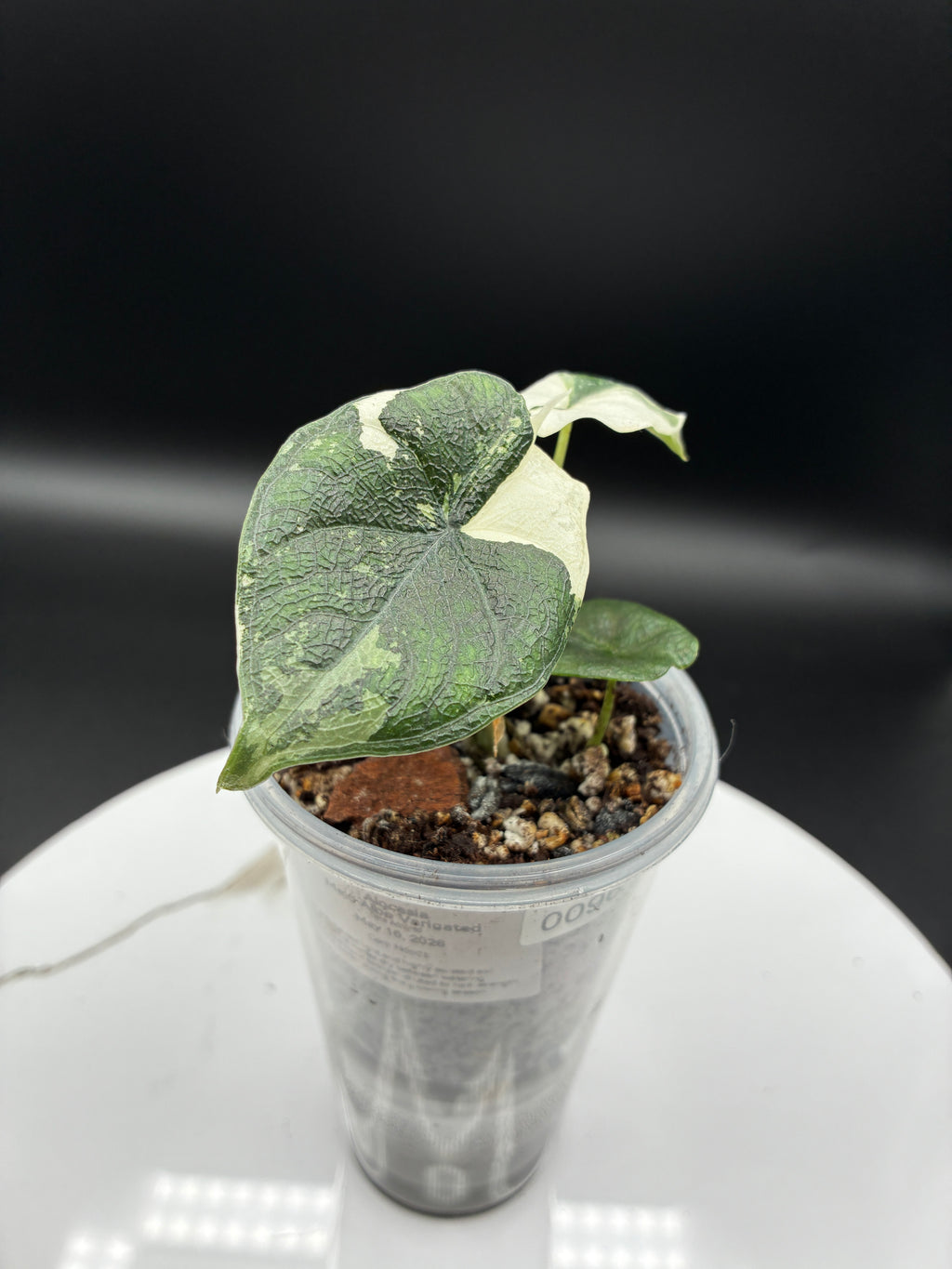 Alocasia Melo Albo with Sprouting Corm #0096