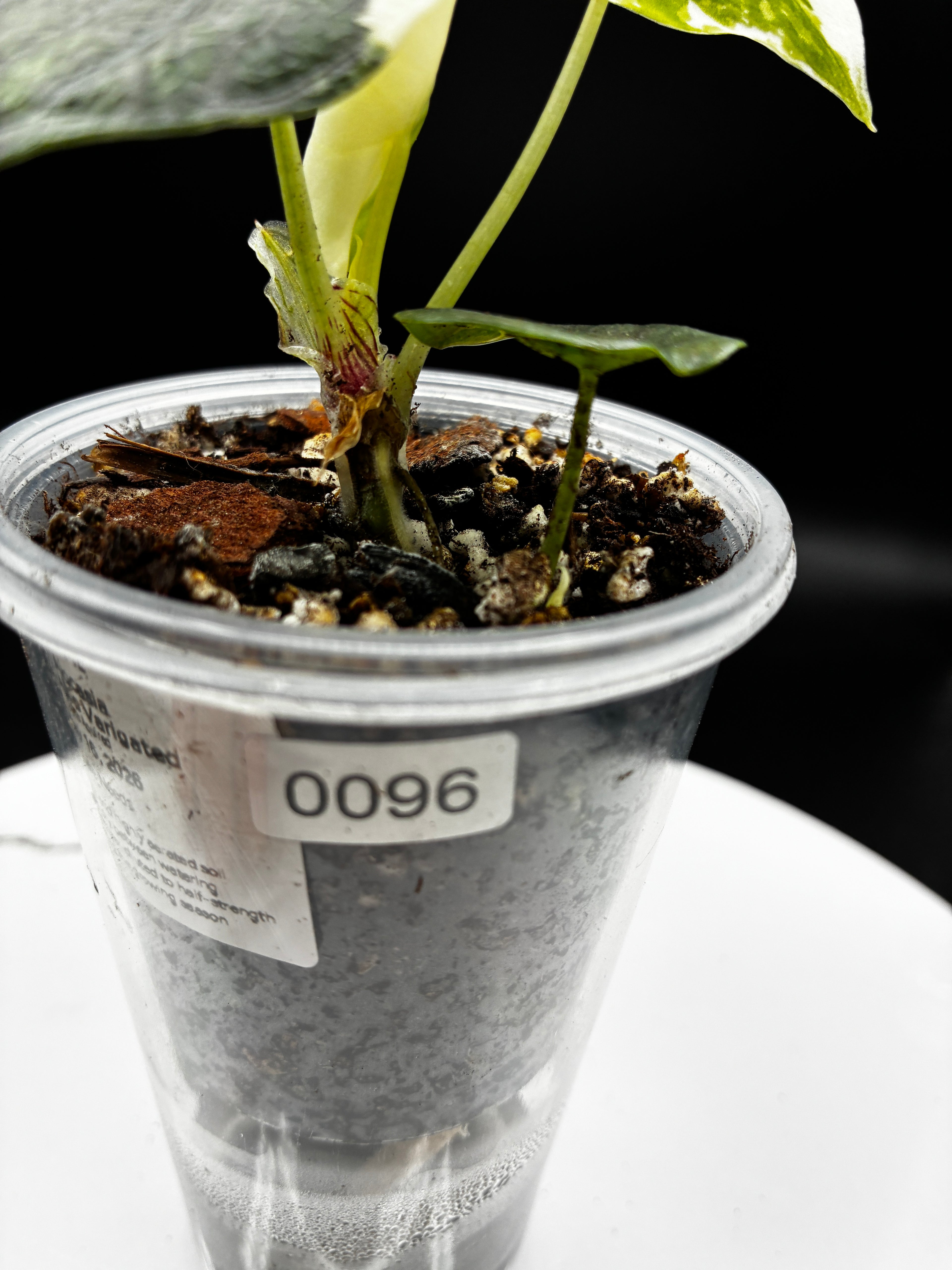 Alocasia Melo Albo with Sprouting Corm #0096