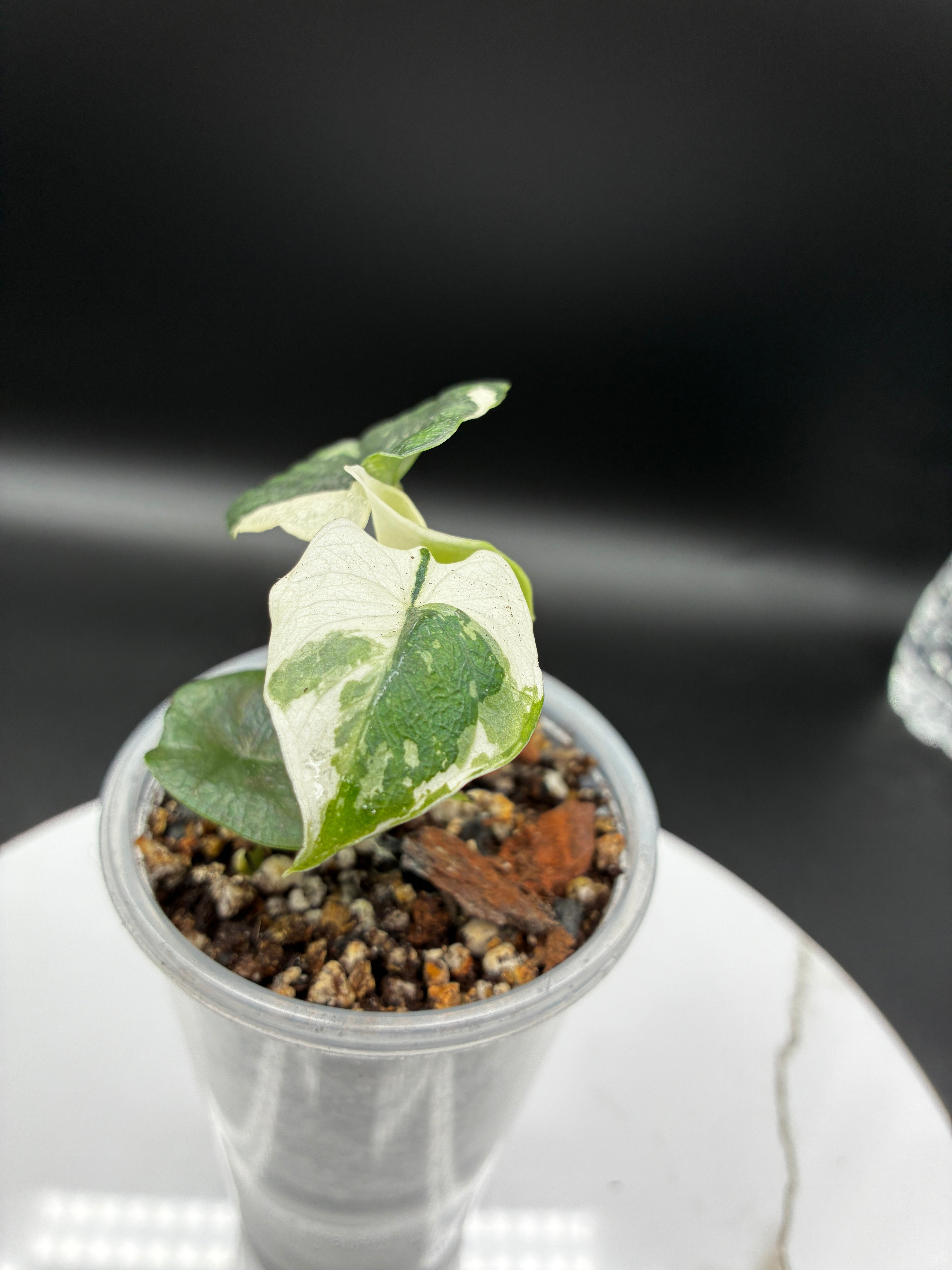 Alocasia Melo Albo with Sprouting Corm #0096