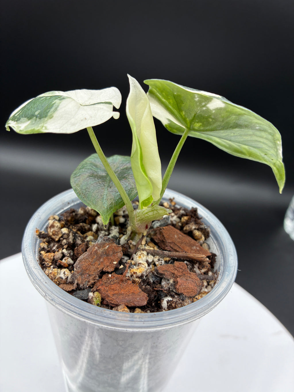 Alocasia Melo Albo with Sprouting Corm #0096