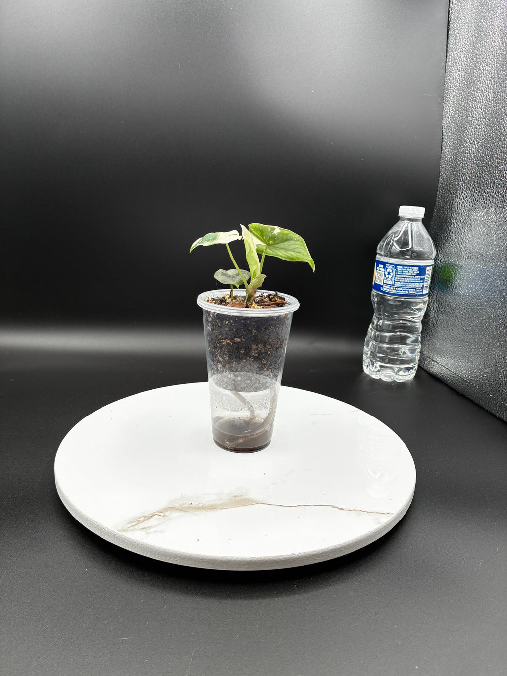 Alocasia Melo Albo with Sprouting Corm #0096