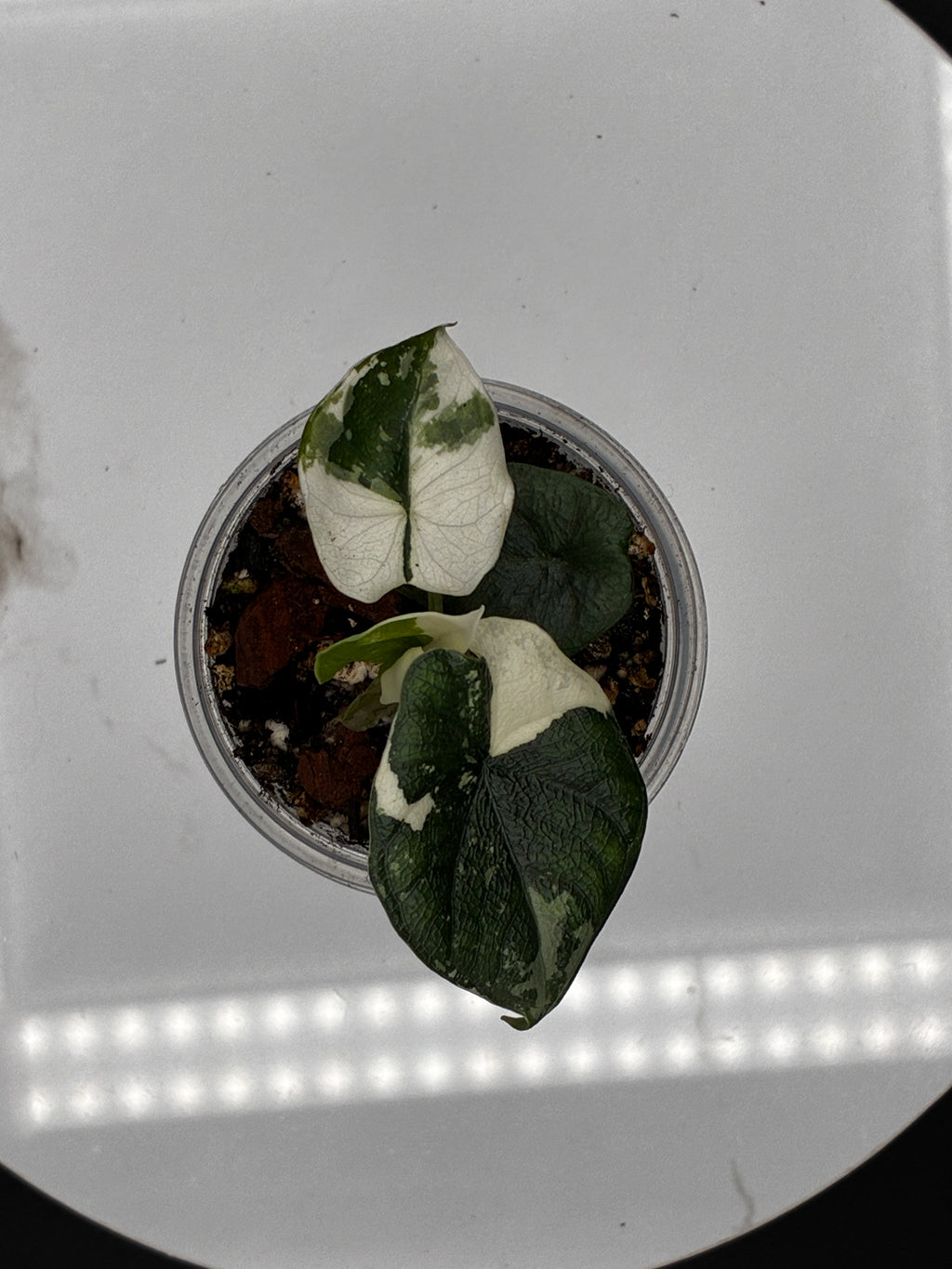 Alocasia Melo Albo with Sprouting Corm #0096