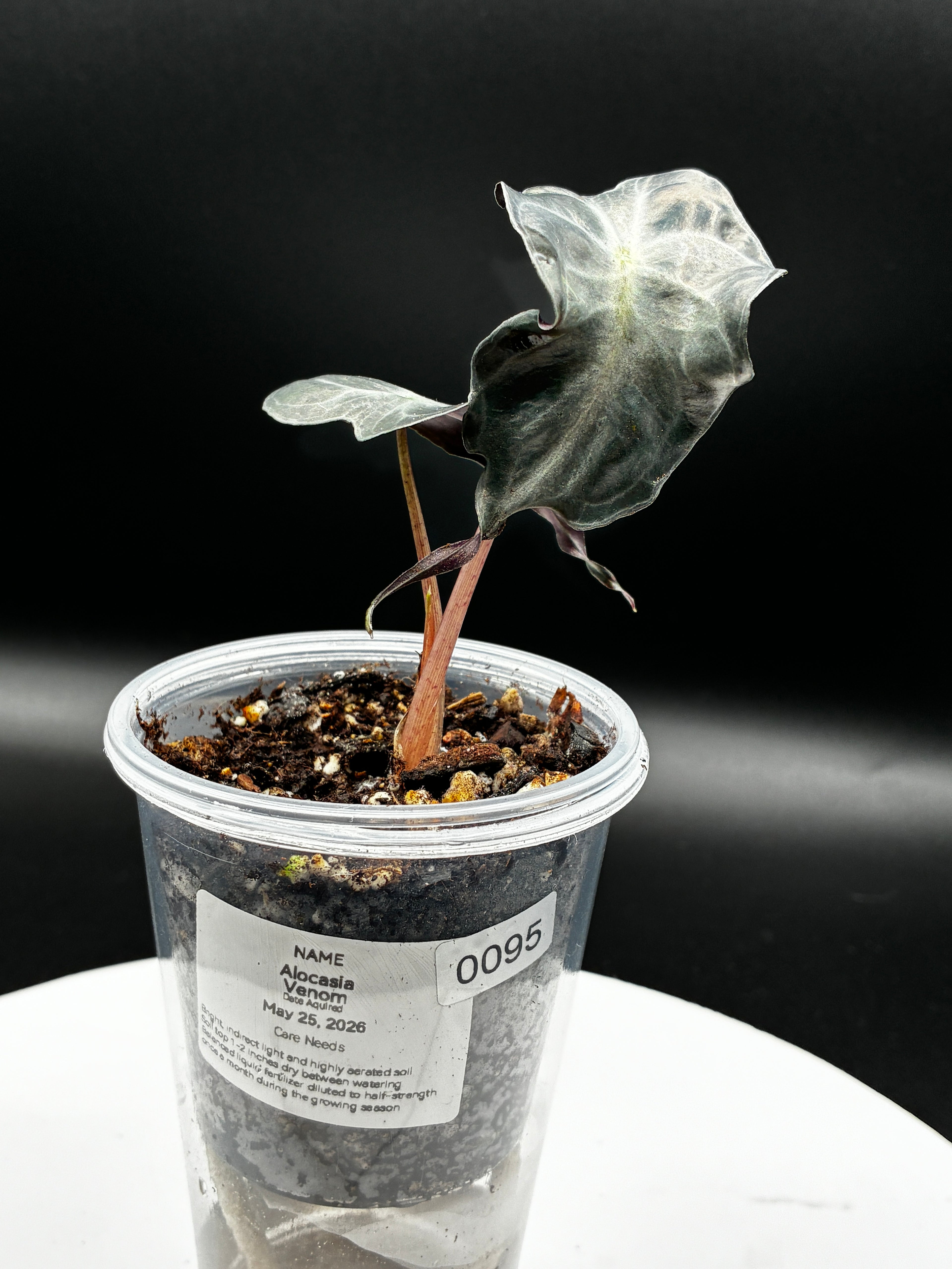 Alocasia Venom #0095