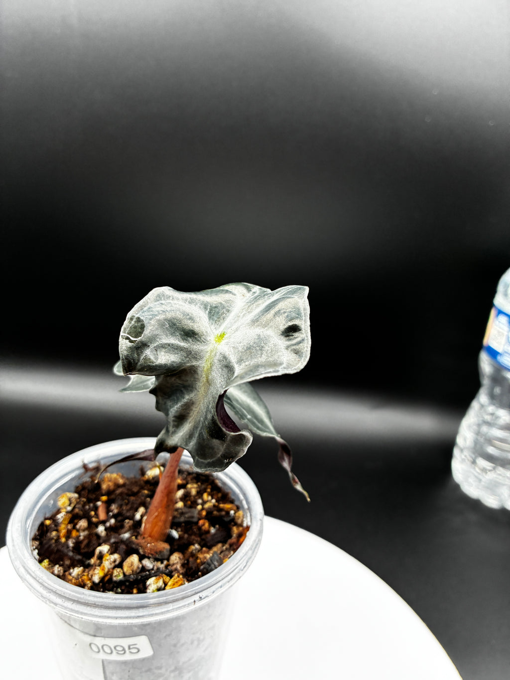 Alocasia Venom #0095