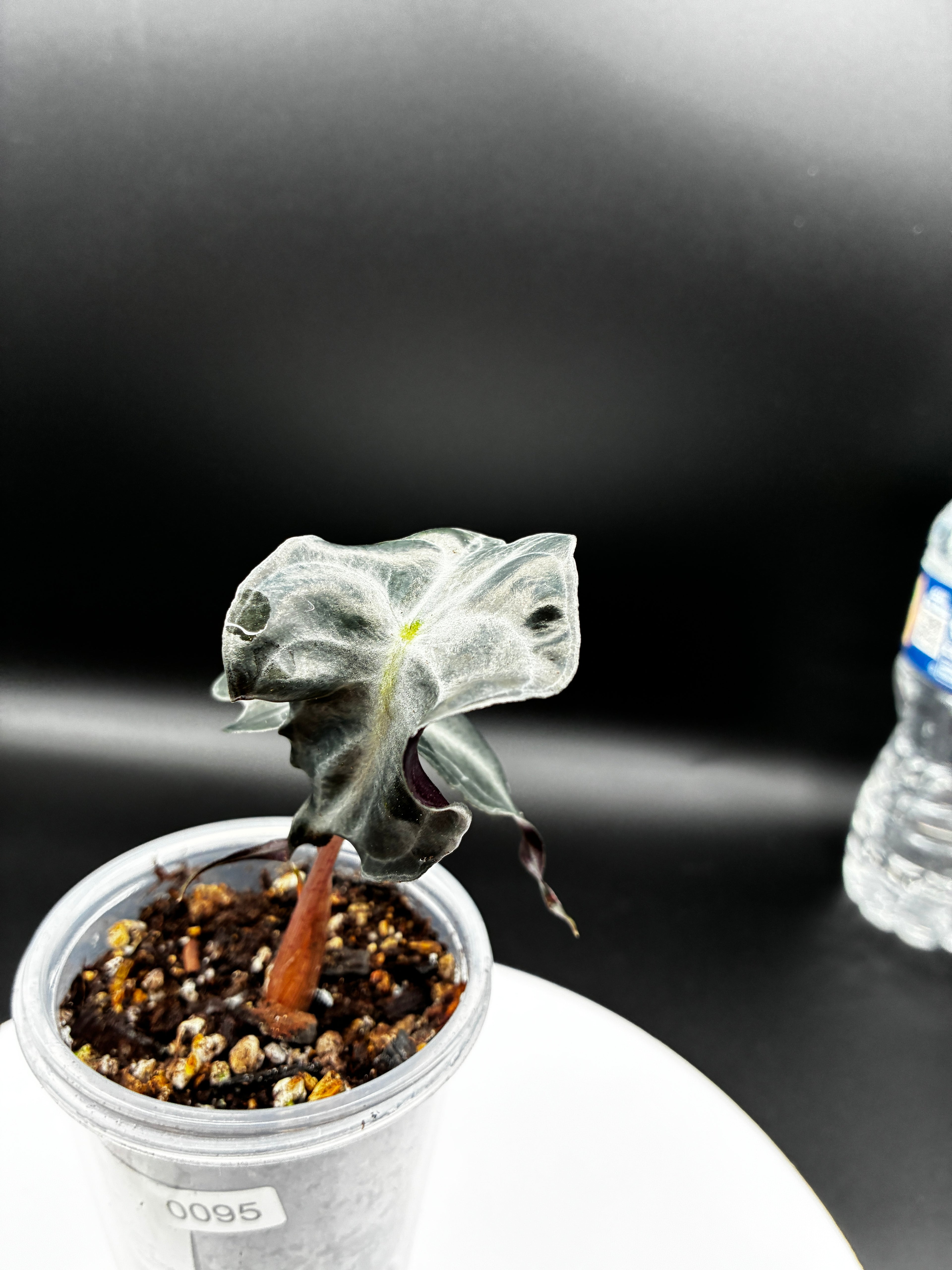 Alocasia Venom #0095