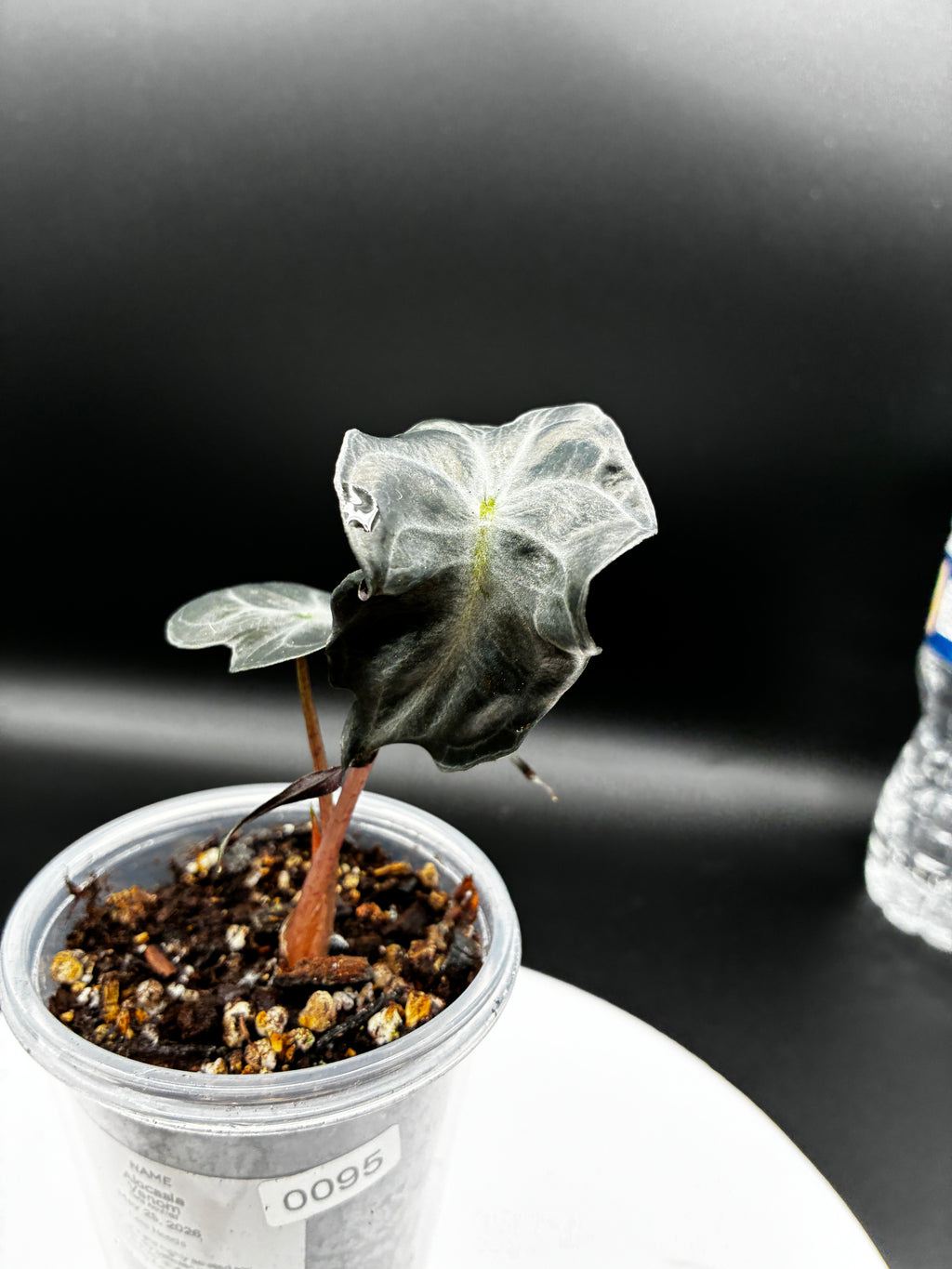 Alocasia Venom #0095