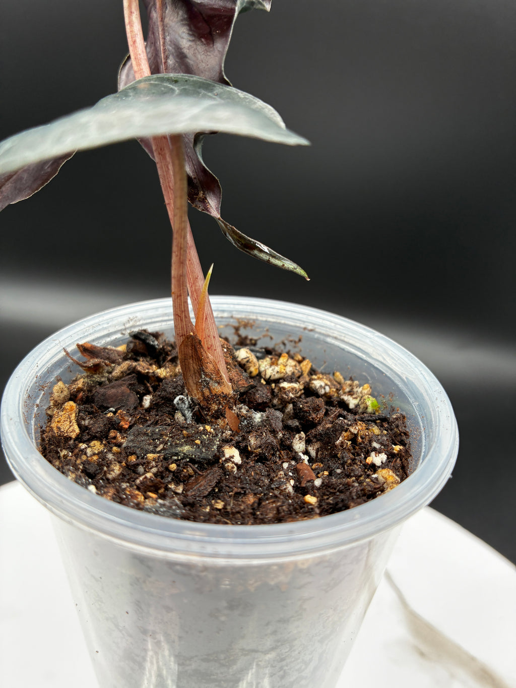 Alocasia Venom #0095