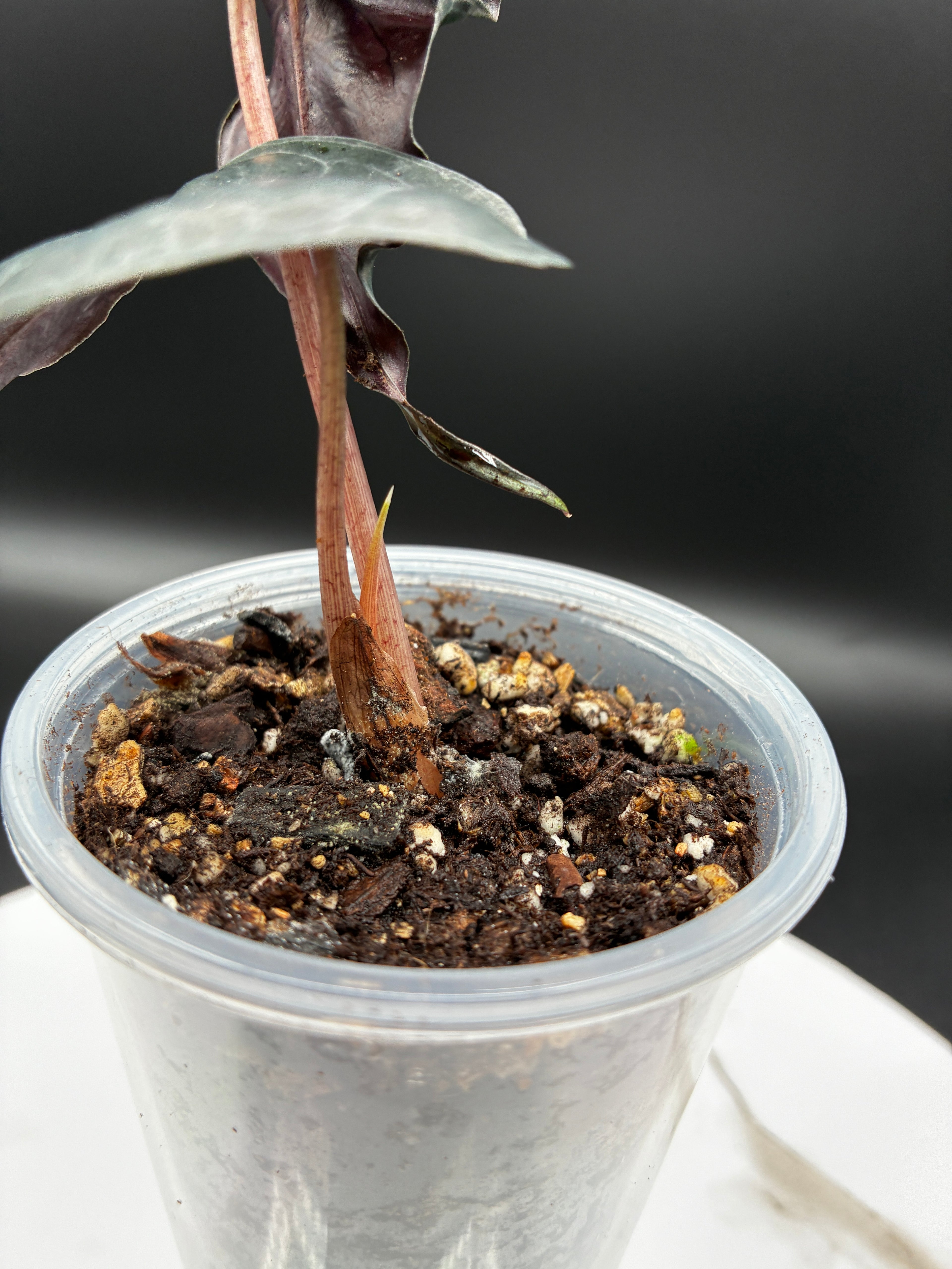 Alocasia Venom #0095