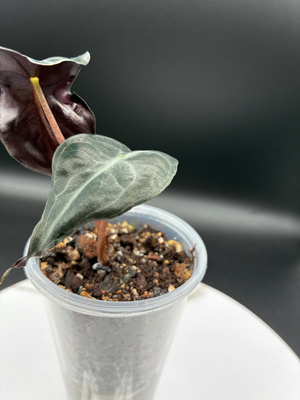 Alocasia Venom #0095