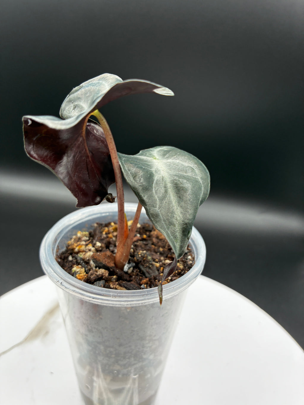 Alocasia Venom #0095