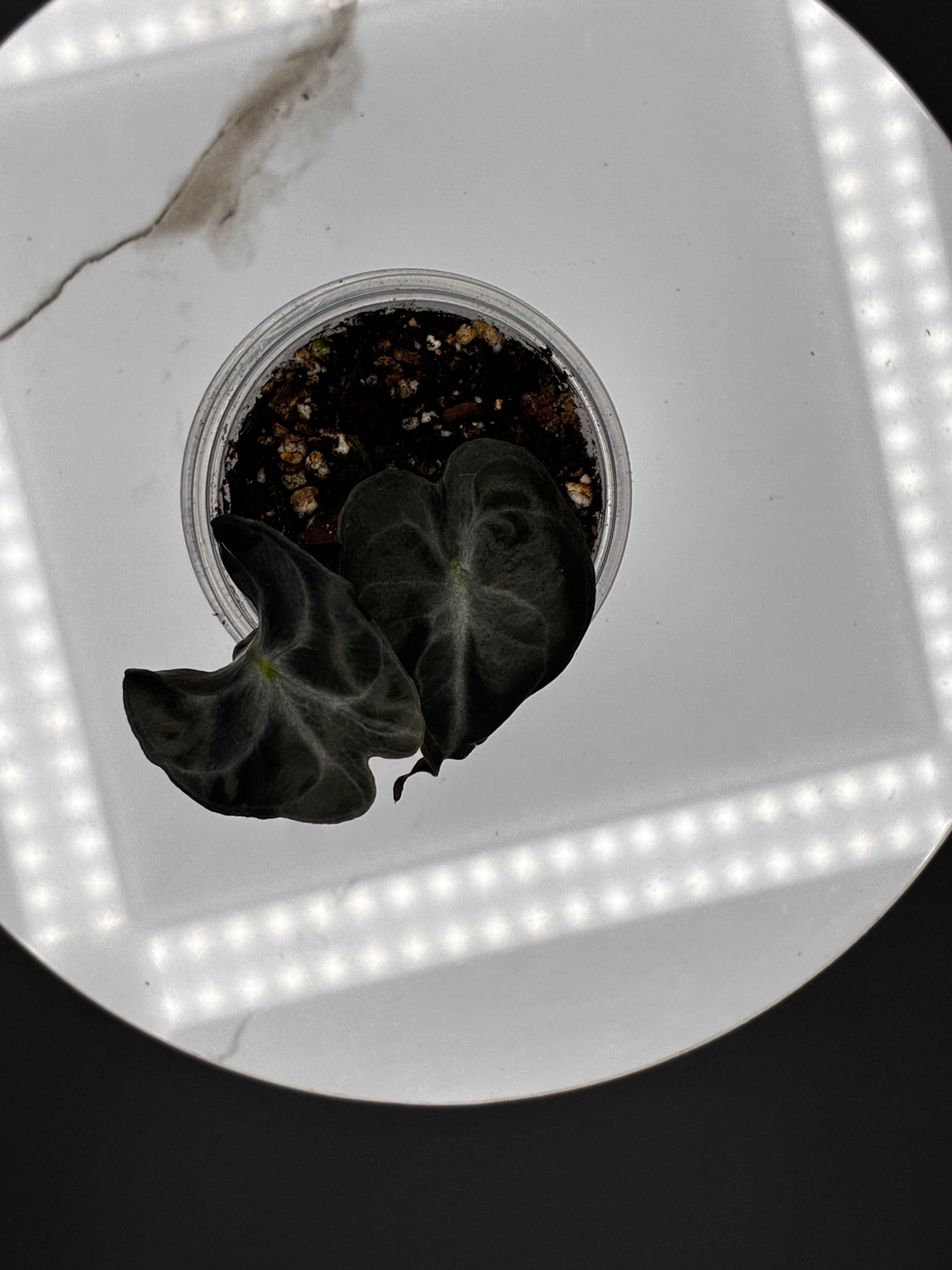 Alocasia Venom #0095