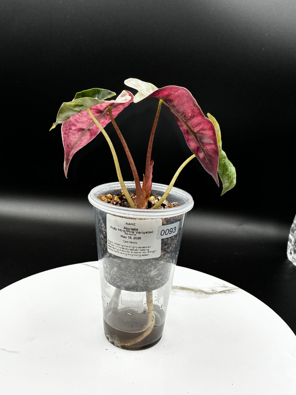 Alocasia Polly Pink Mint #0093