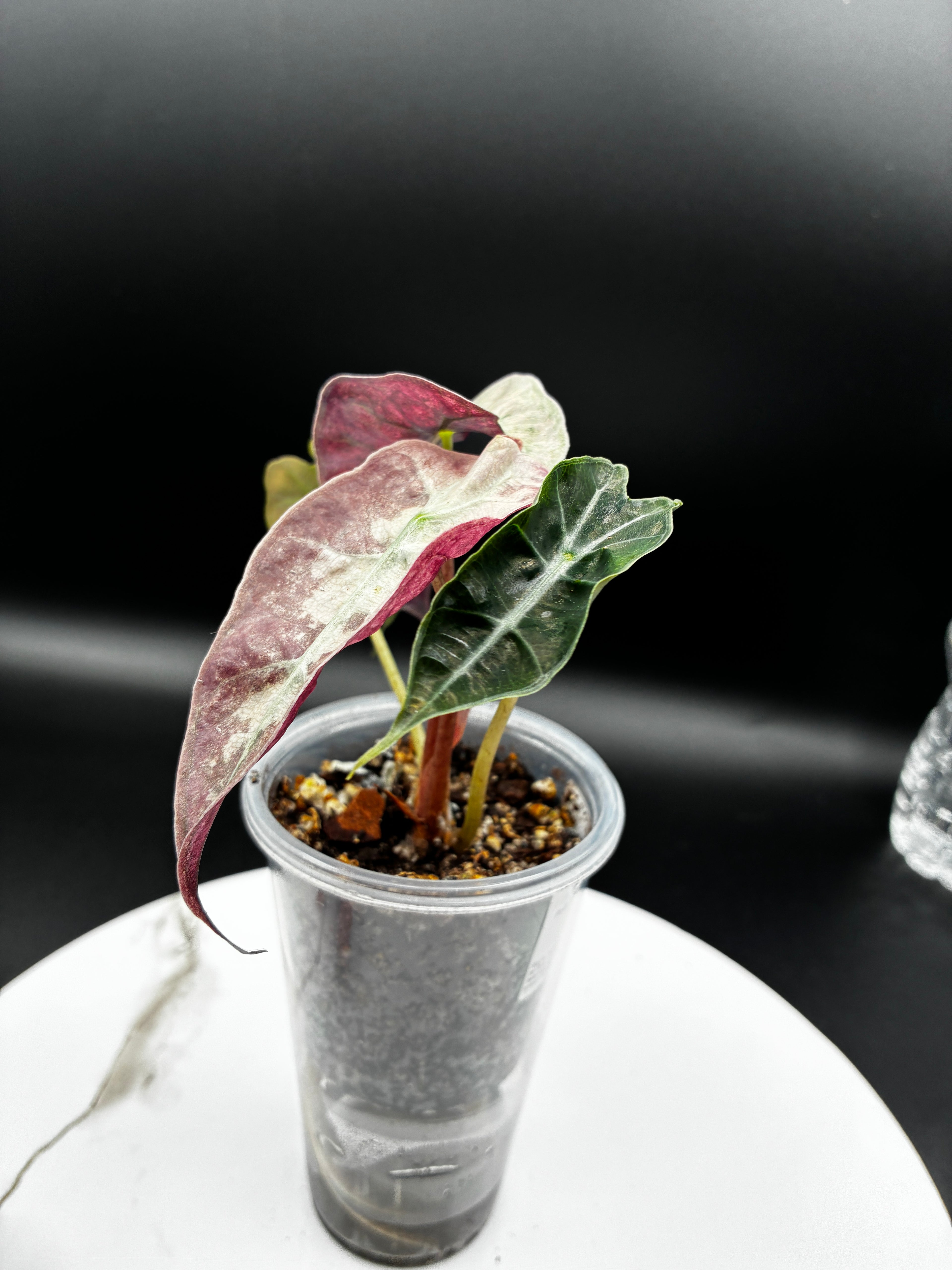 Alocasia Polly Pink Mint #0093